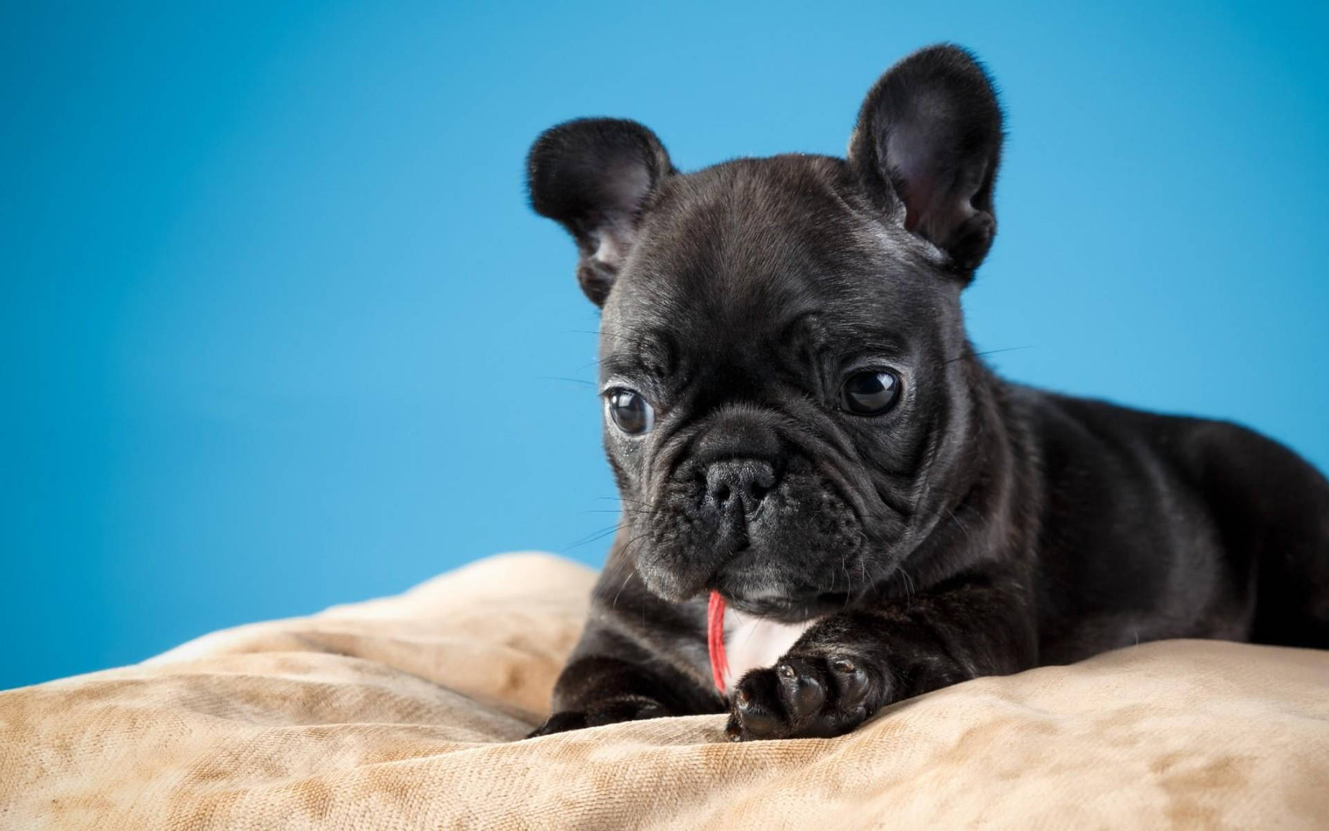 Sevimli Siyah Yavru Köpek Yastıkta Duvar Kağıdı