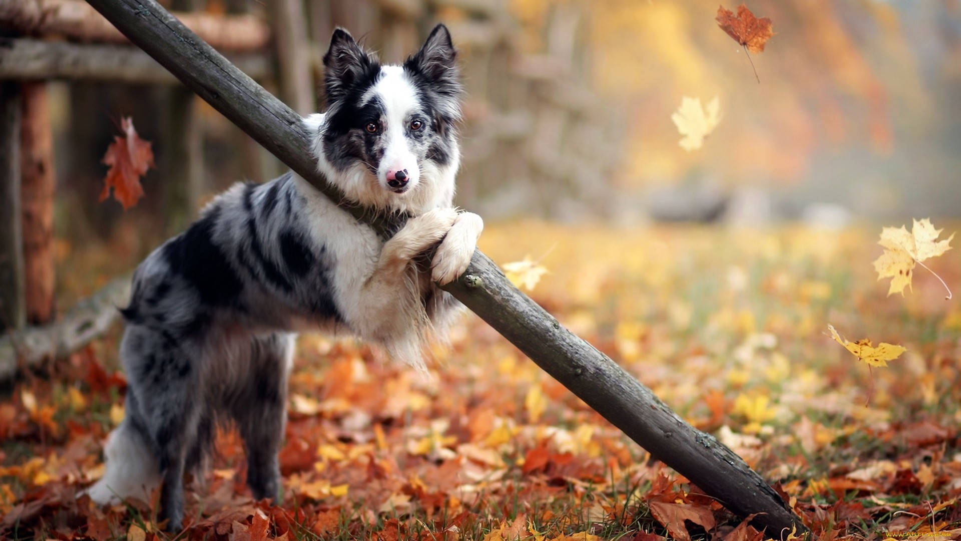 Sevimli Sonbahar Köpeği Duvar Kağıdı
