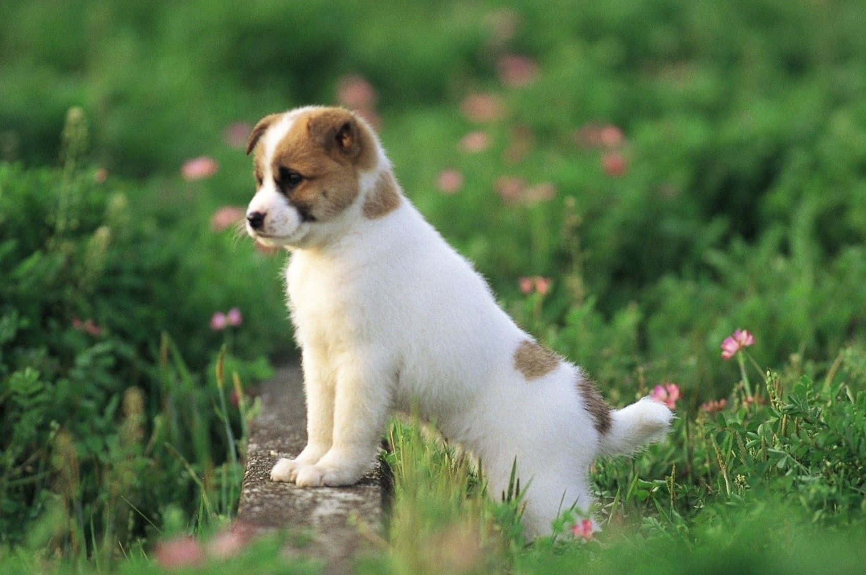 Sevimli tüylü köpek kameraya poz veriyor Duvar Kağıdı