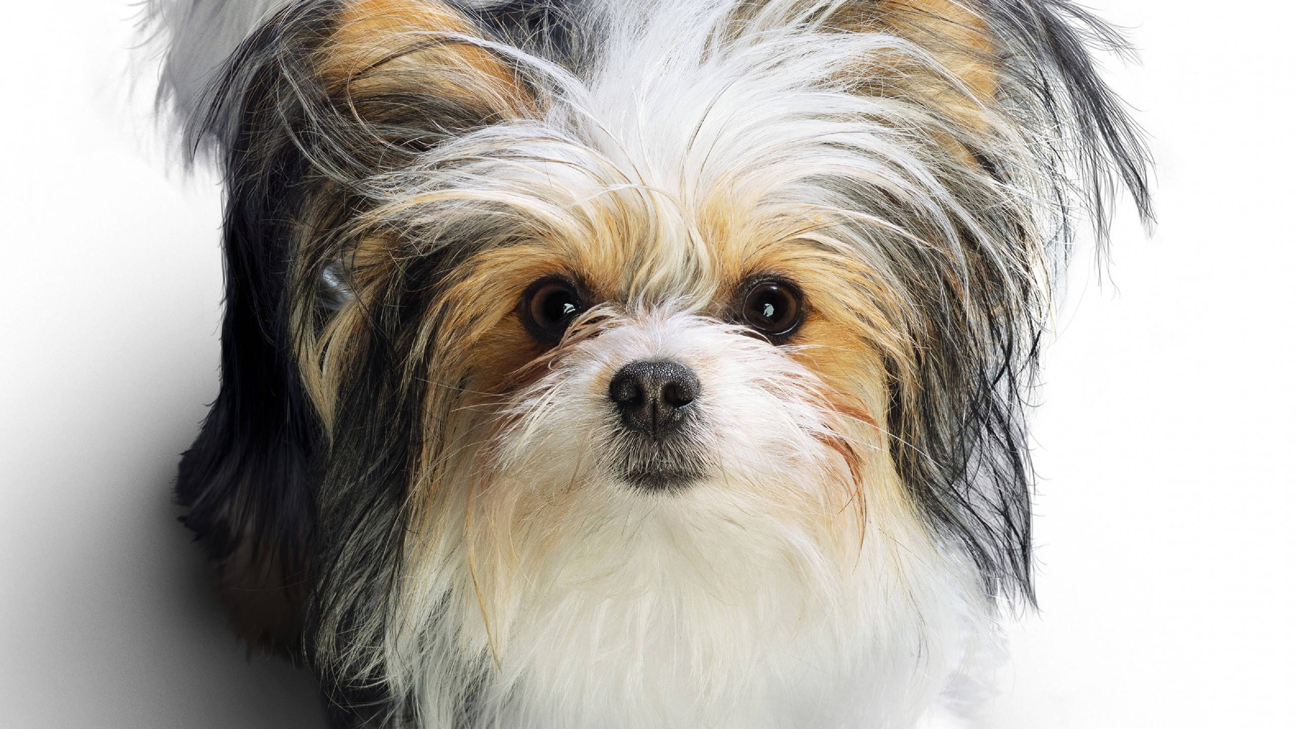 Sevimli Üç Renkli Terrier Köpek Duvar Kağıdı