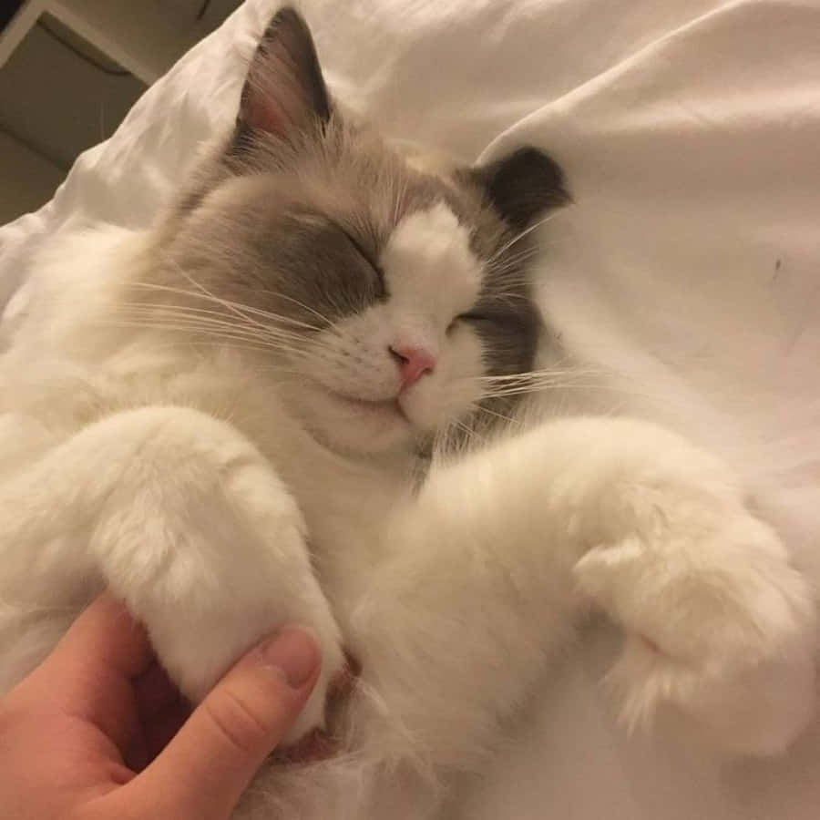 Sevimli ve Estetik Kedi Duvar Kağıdı