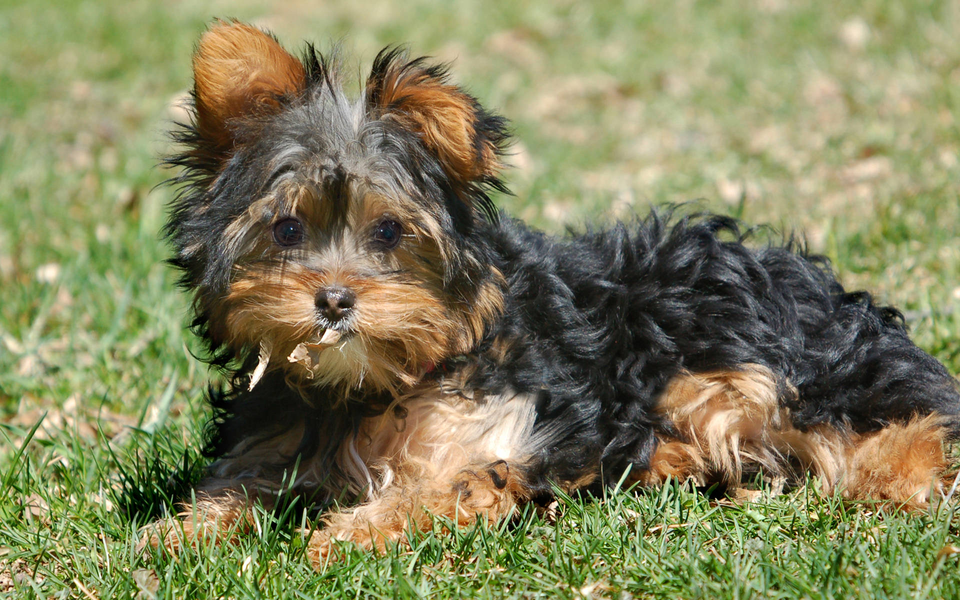 Sevimli Yorkshire Köpeği Çimlerde Duvar Kağıdı