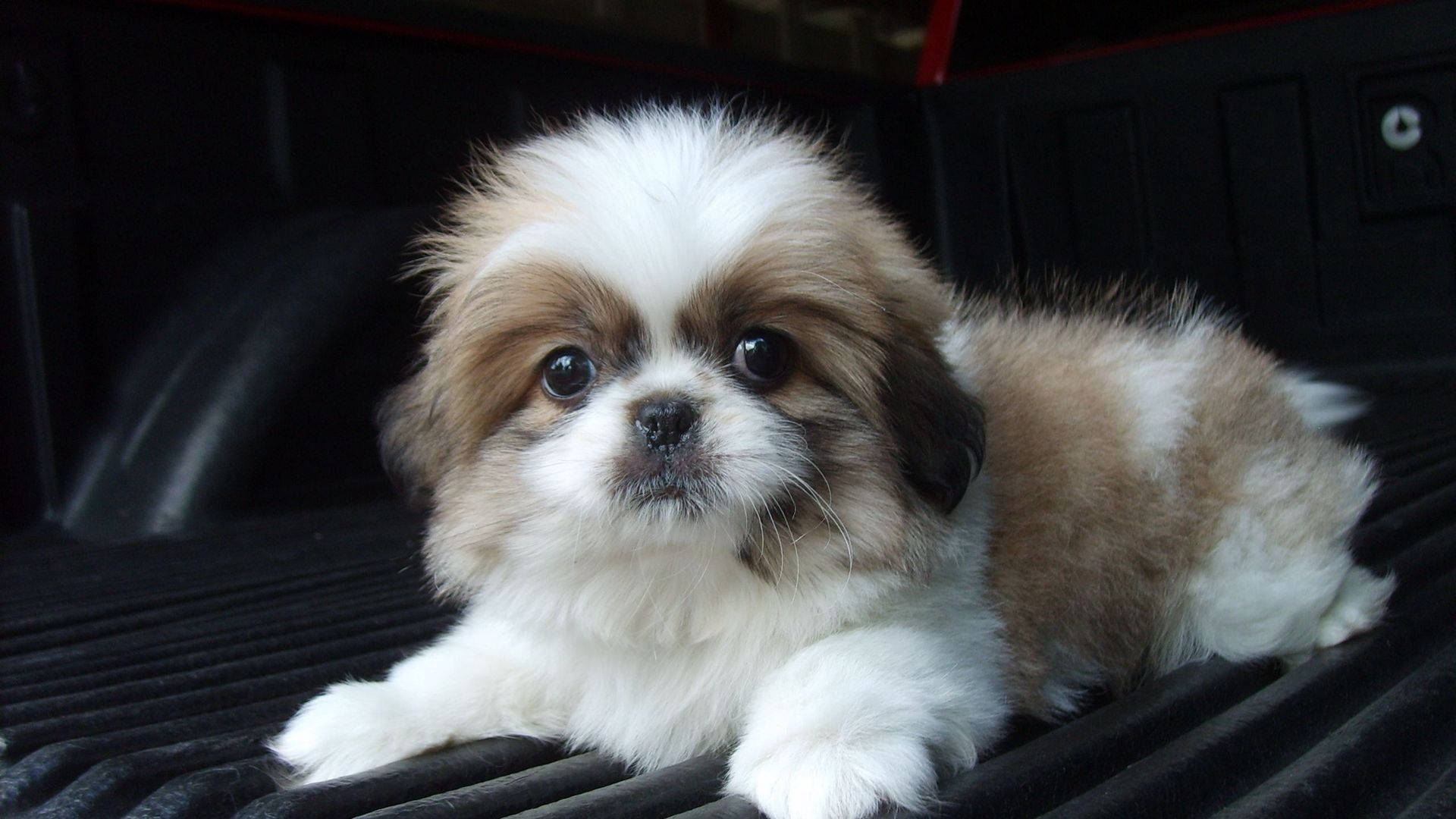 Shih Tzu Yavru Köpek Kameraya Bakıyor Duvar Kağıdı