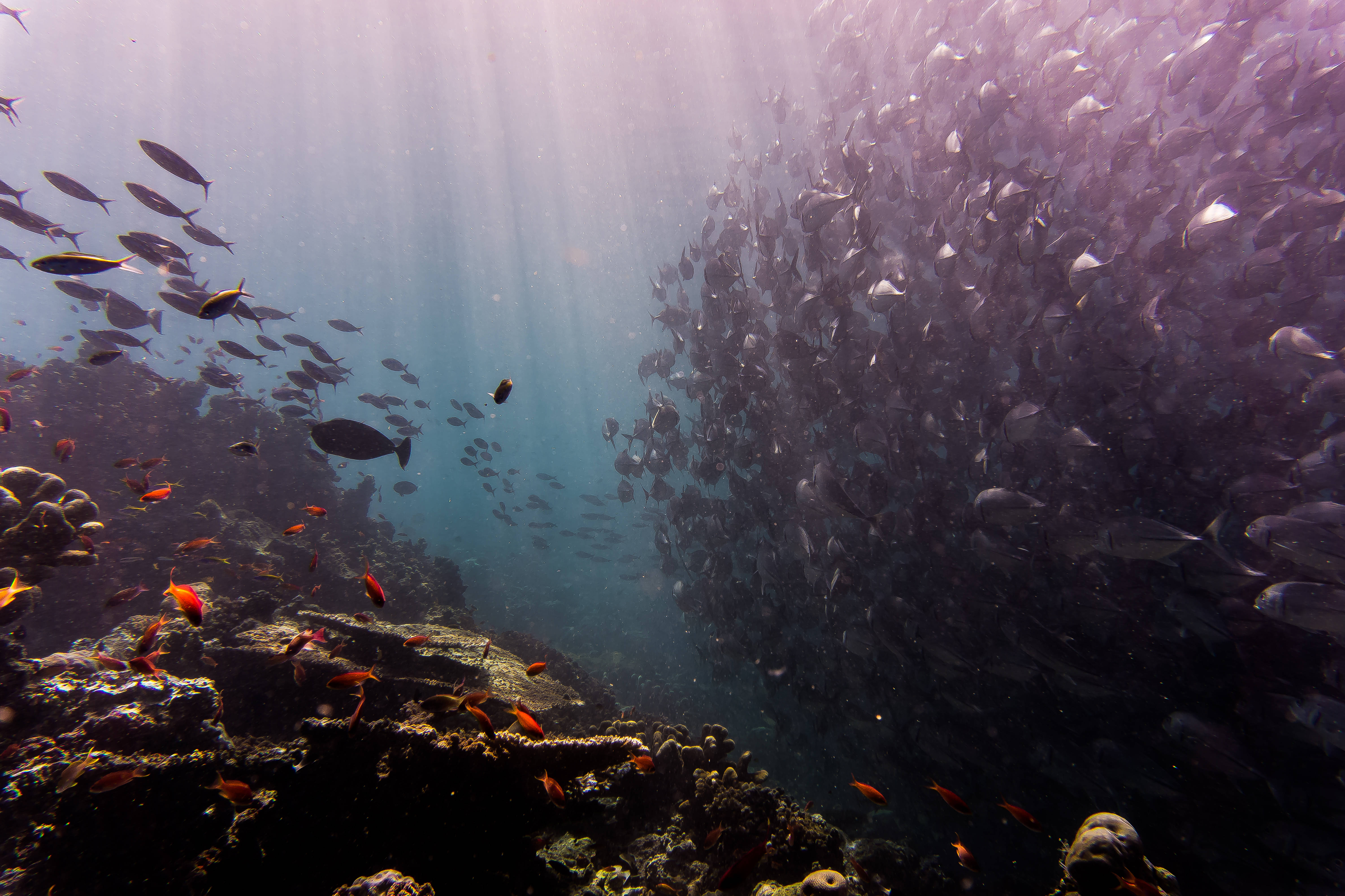 Shoal 4K Ultra HD Balık Duvar Kağıdı