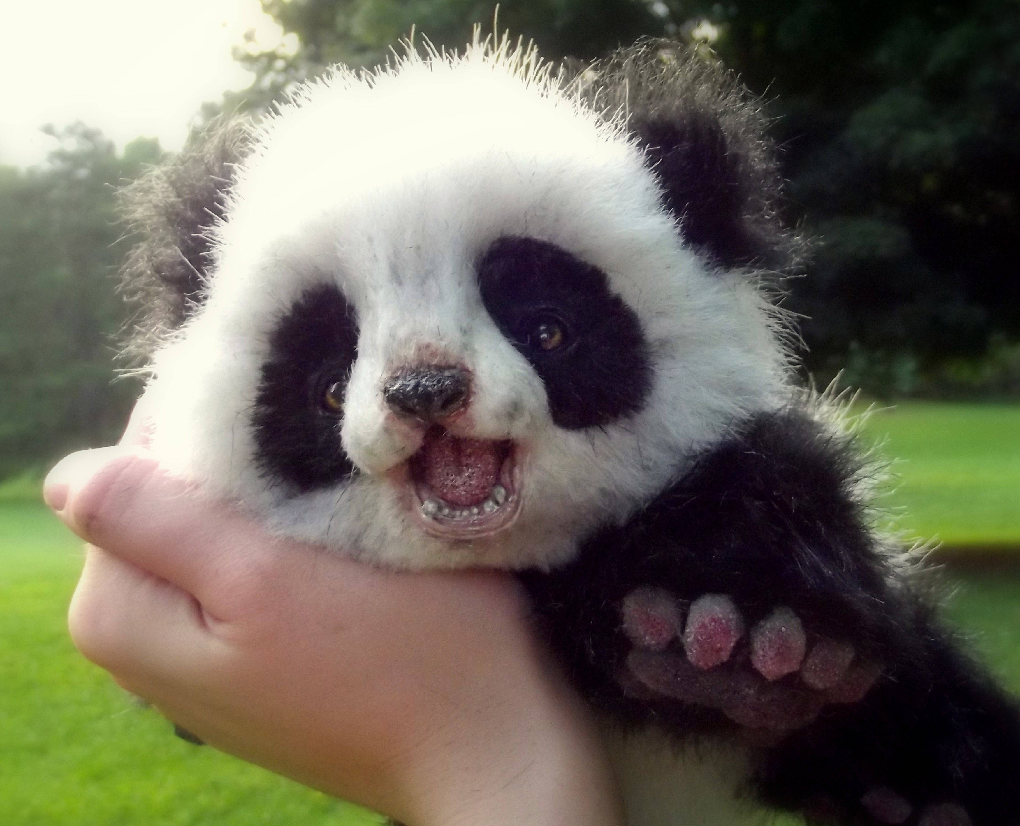 Sıkıştırılmış Yanaklı Bebek Panda Duvar Kağıdı