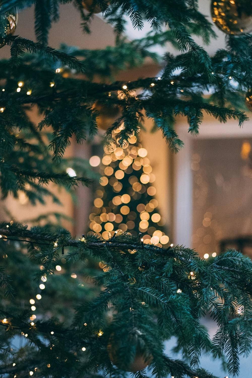 Şirin Estetik Noel Ağacı Dalı Duvar Kağıdı