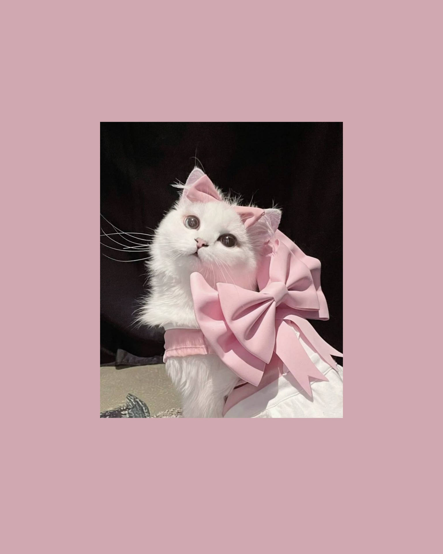 Şirin Kedi Estetiği Pembe Kurdele ile — Sevimli estetik GIF Duvar Kağıdı