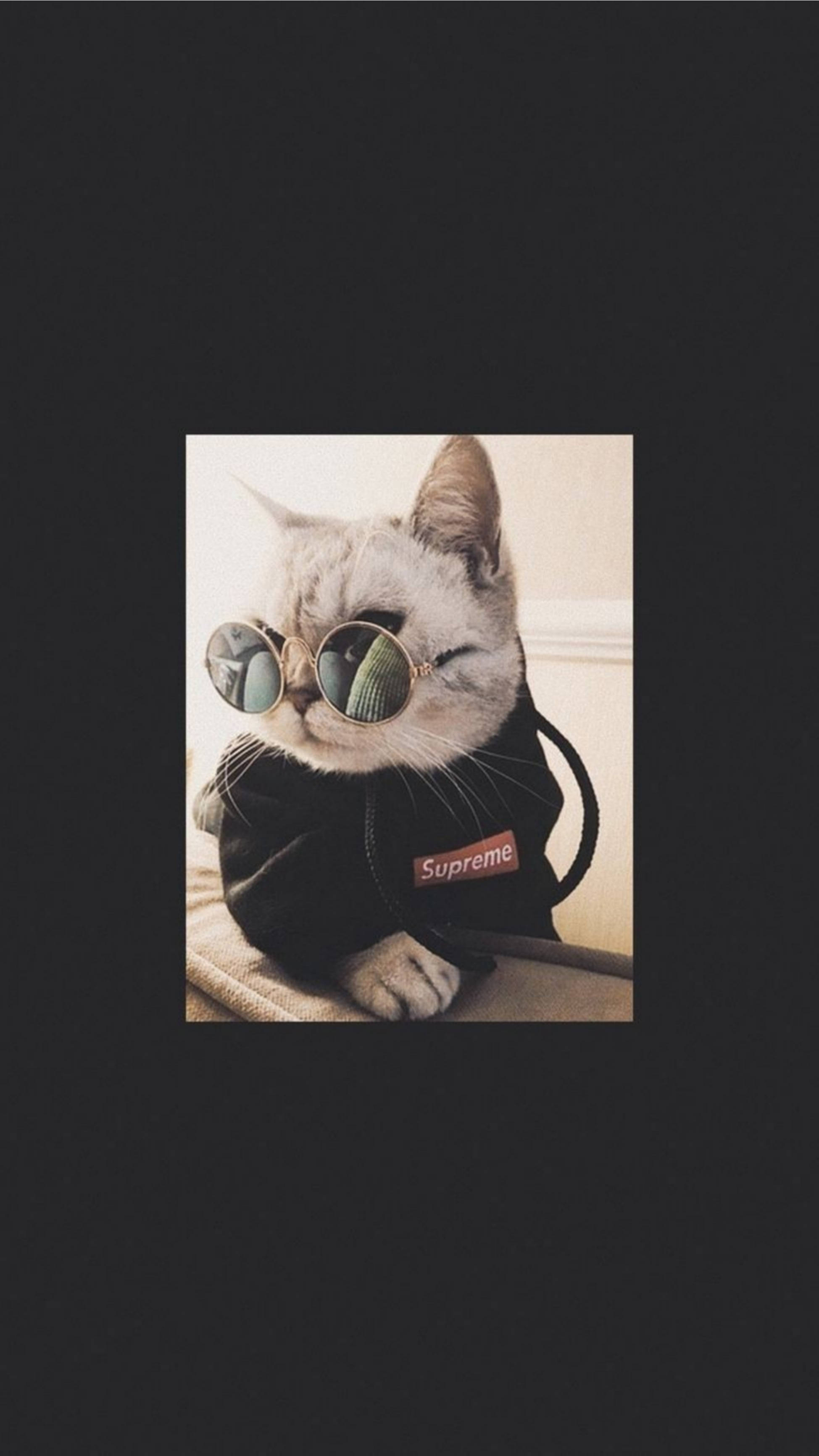 Şirin Kedi Estetiği Havalı Güneş Gözlüğüyle Duvar Kağıdı