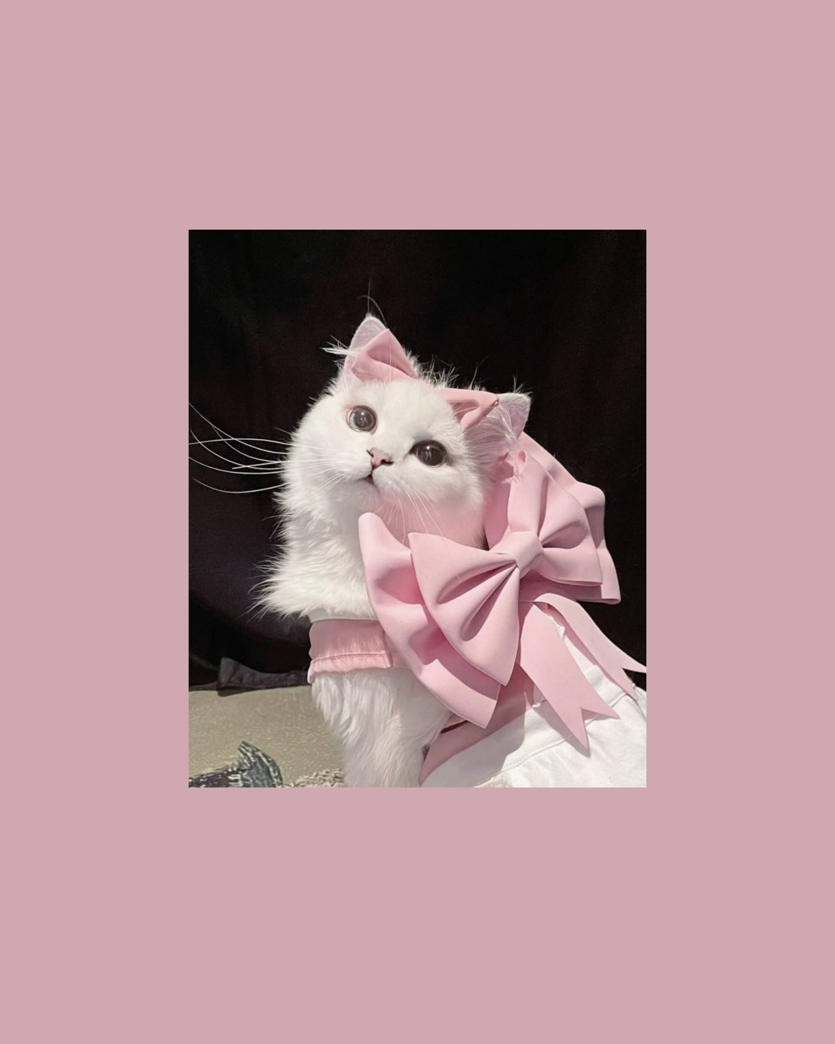 Şirin Kedi Estetiği Pembe Kurdele ile Duvar Kağıdı