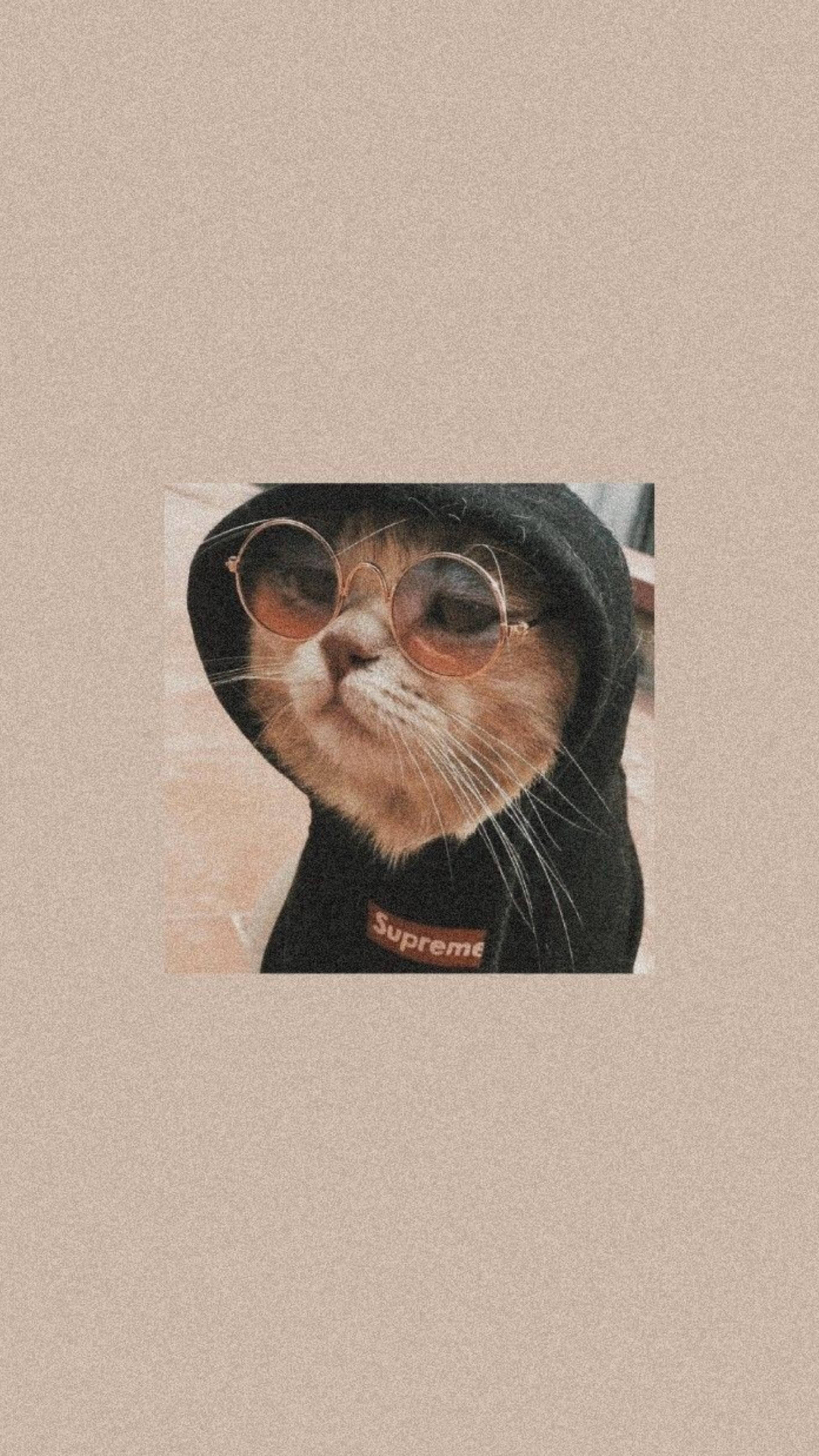 Şirin Kedi Estetiği Siyah Kapüşonlu Duvar Kağıdı