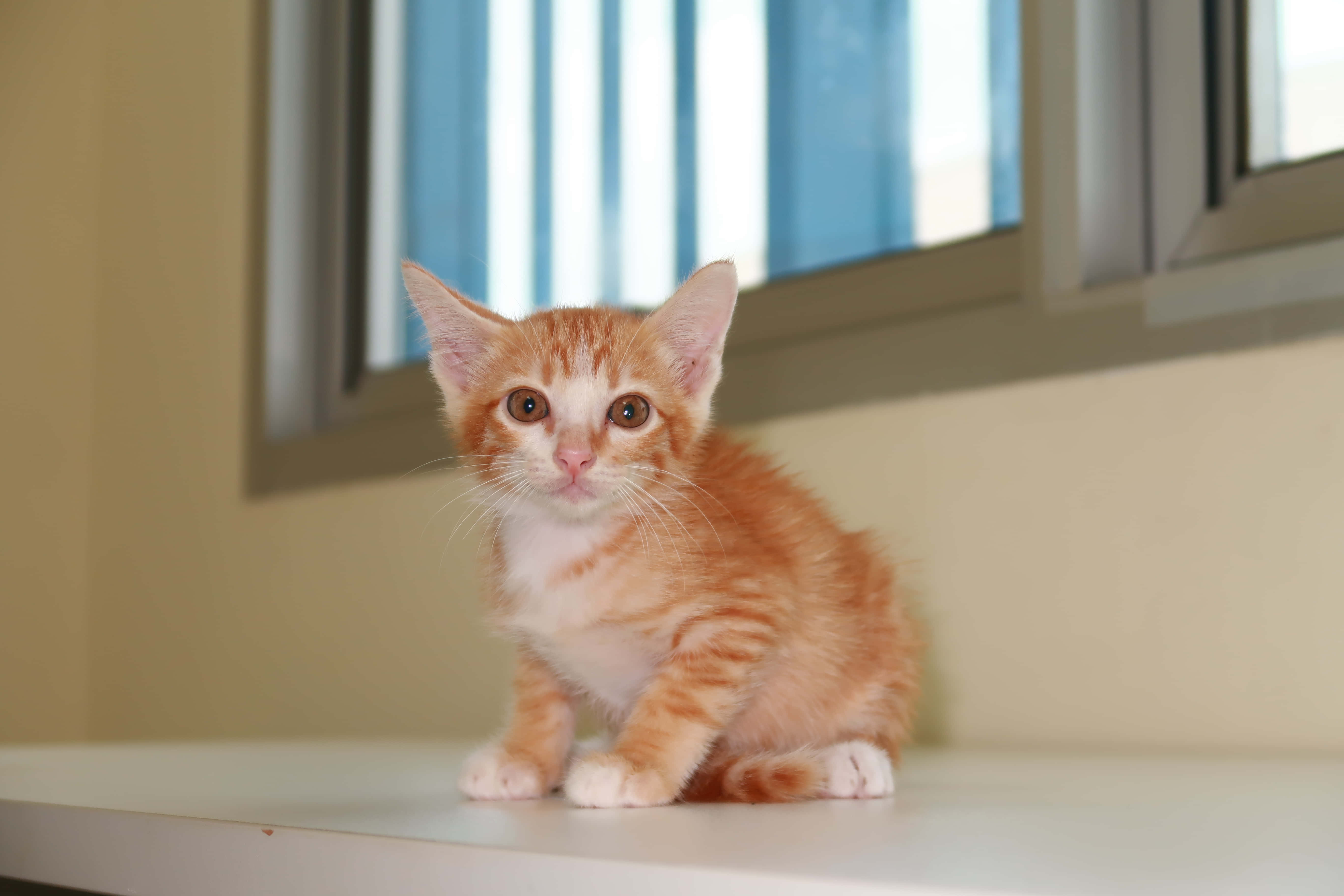 Şirin Kedi Yavrusu Duvar Kağıdı