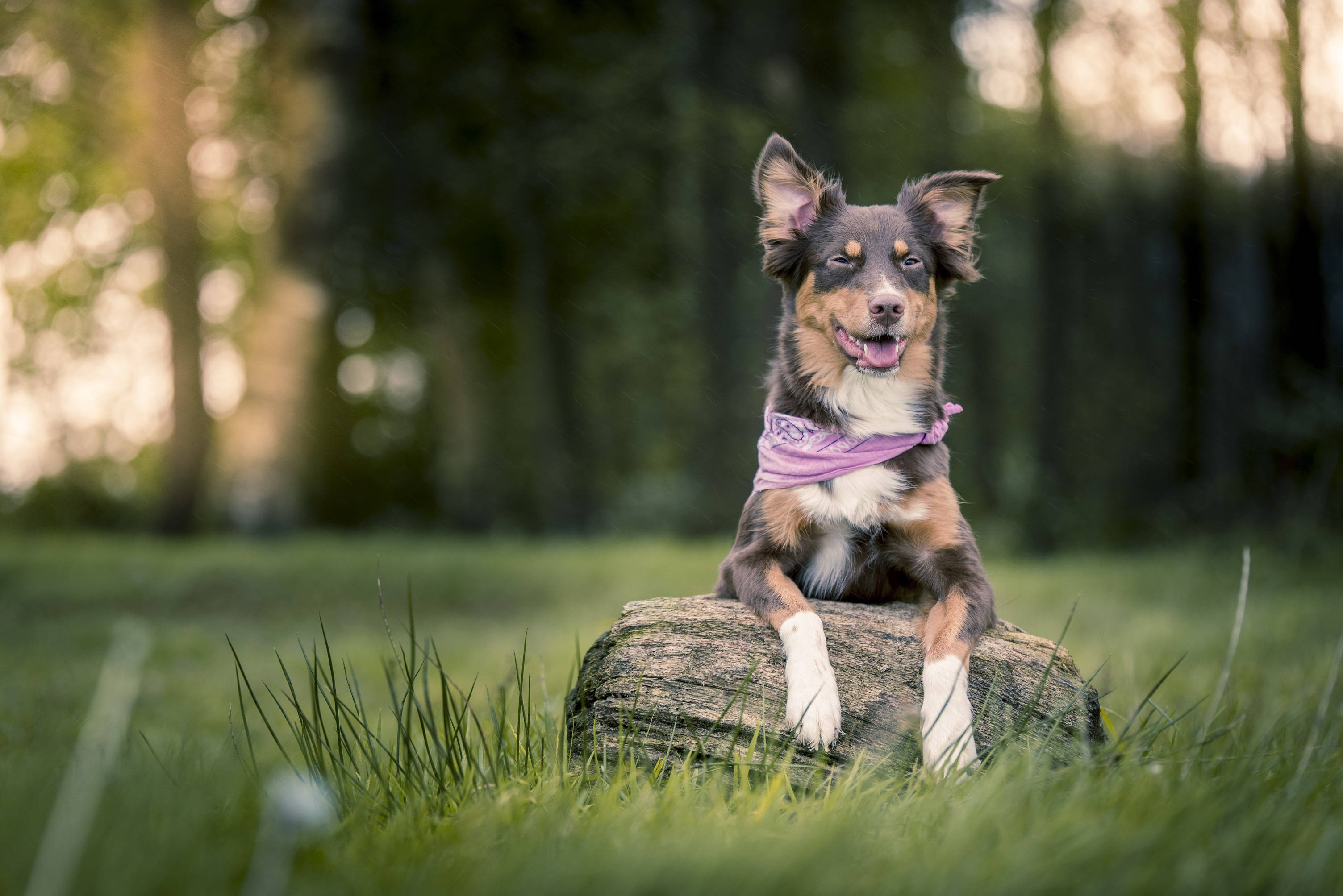 Şirin Mor Bandanalı Köpek Duvar Kağıdı