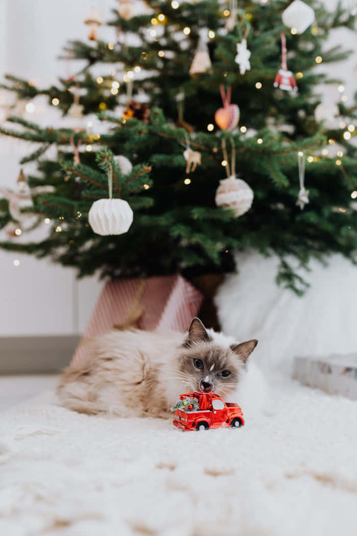 Şirin Noel Kedisi Resmi Duvar Kağıdı