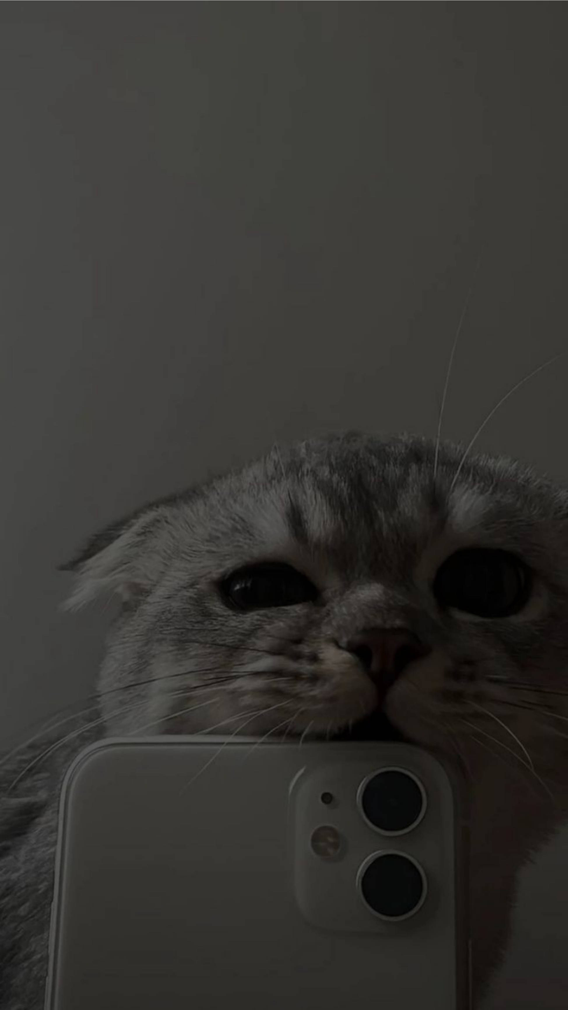 Şirin Sevimli Kedi Estetiği iPhone 11 Isırıyor Duvar Kağıdı