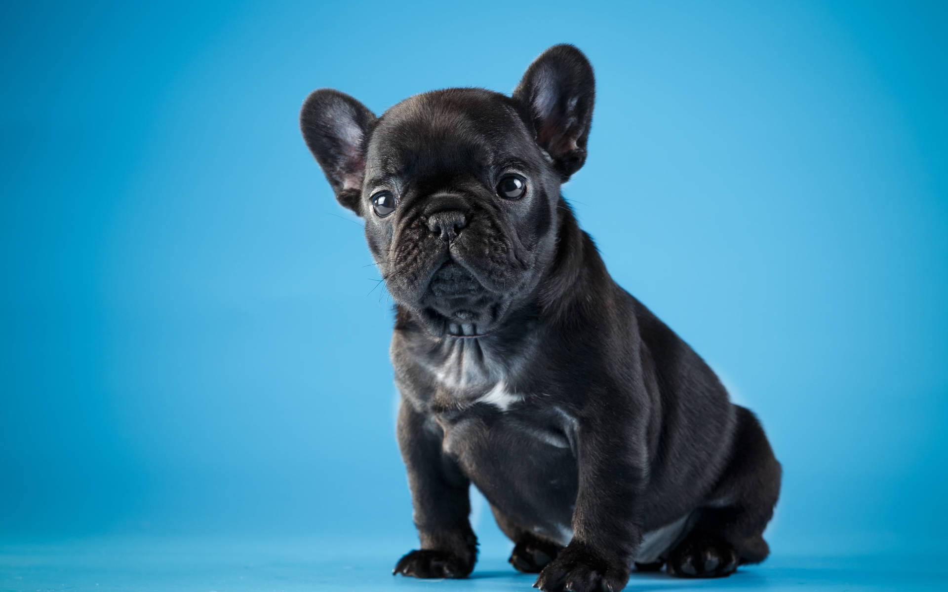 Şirin Siyah Bulldog Yavrusu Duvar Kağıdı
