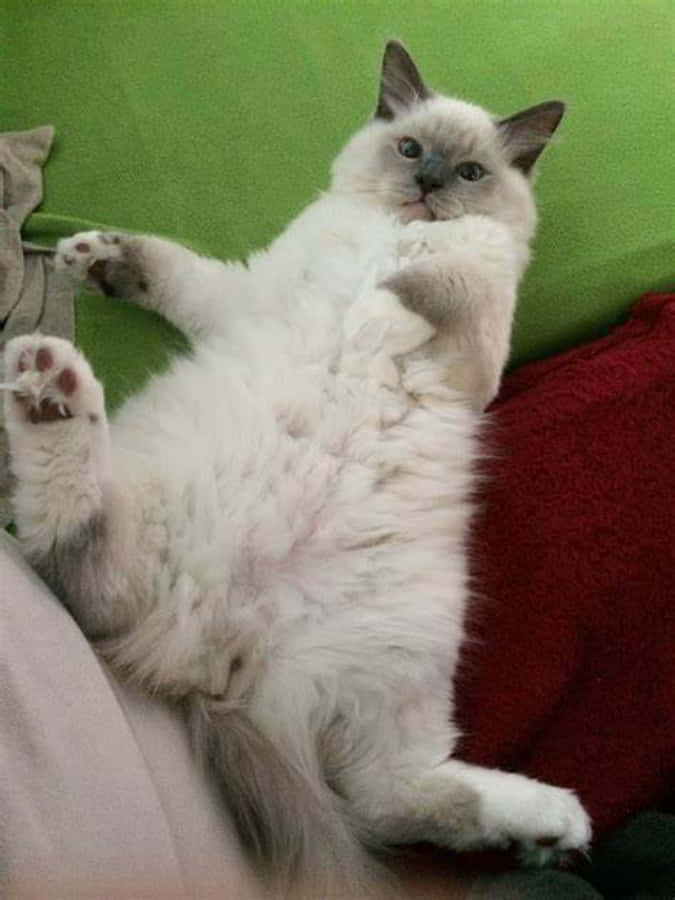 Şirin ve Komik Bir Kedi Anı Duvar Kağıdı