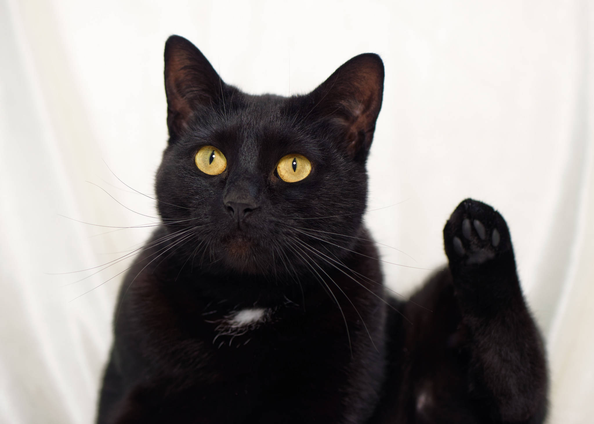 Şişman Kara Kedi Bacak Kaldırmış Duvar Kağıdı