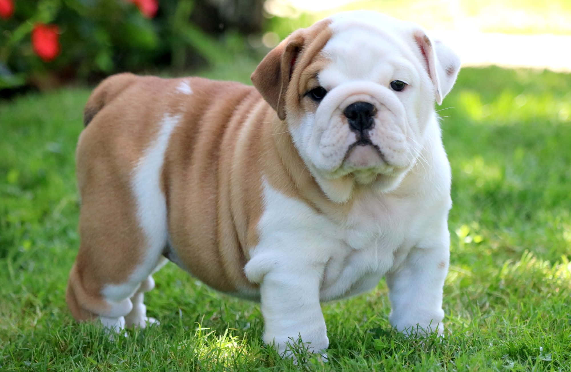 Şişman Sevimli Yavru Bulldog Resmi Duvar Kağıdı