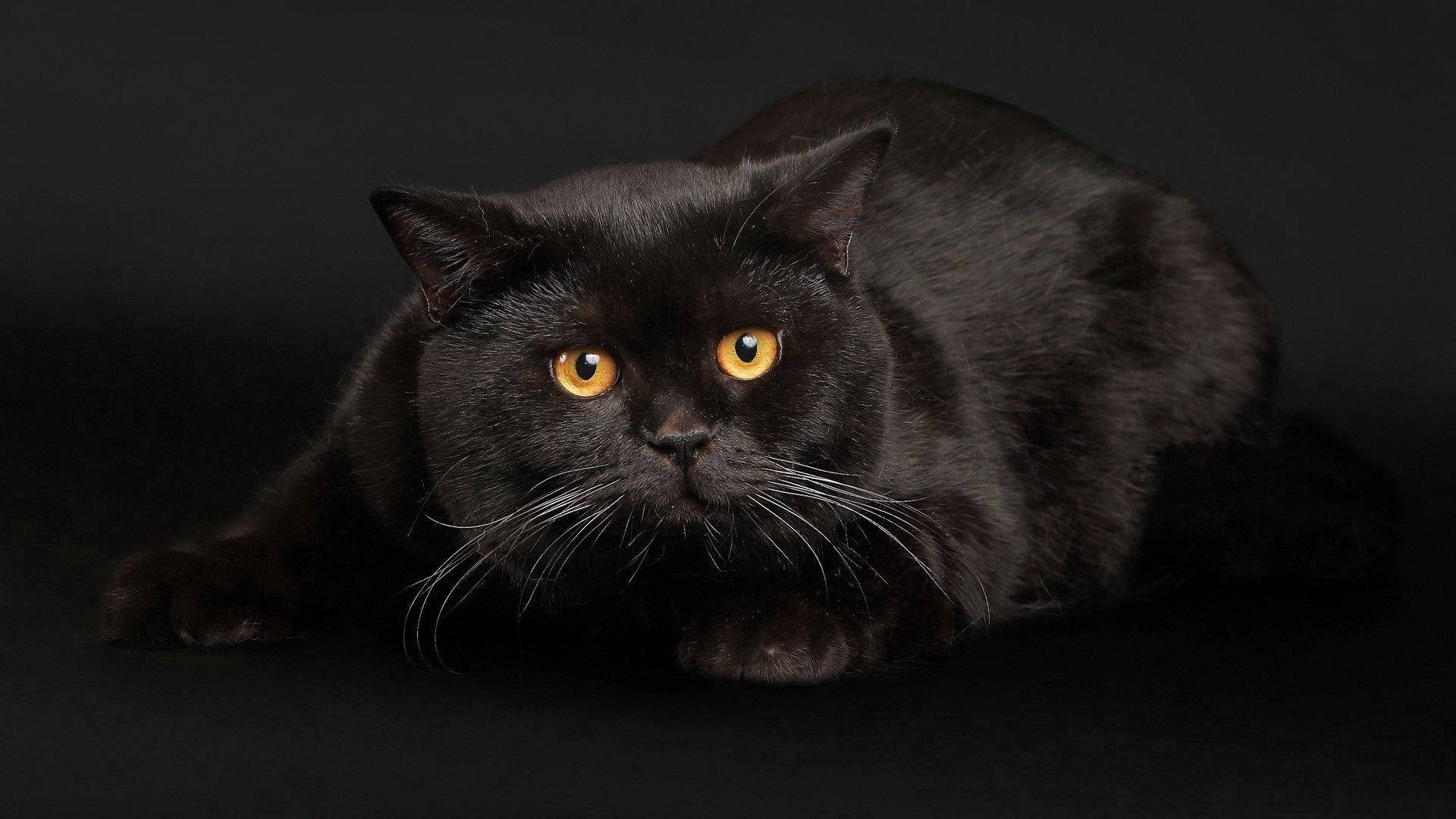 Şişman Siyah Kedi duvar kağıdı