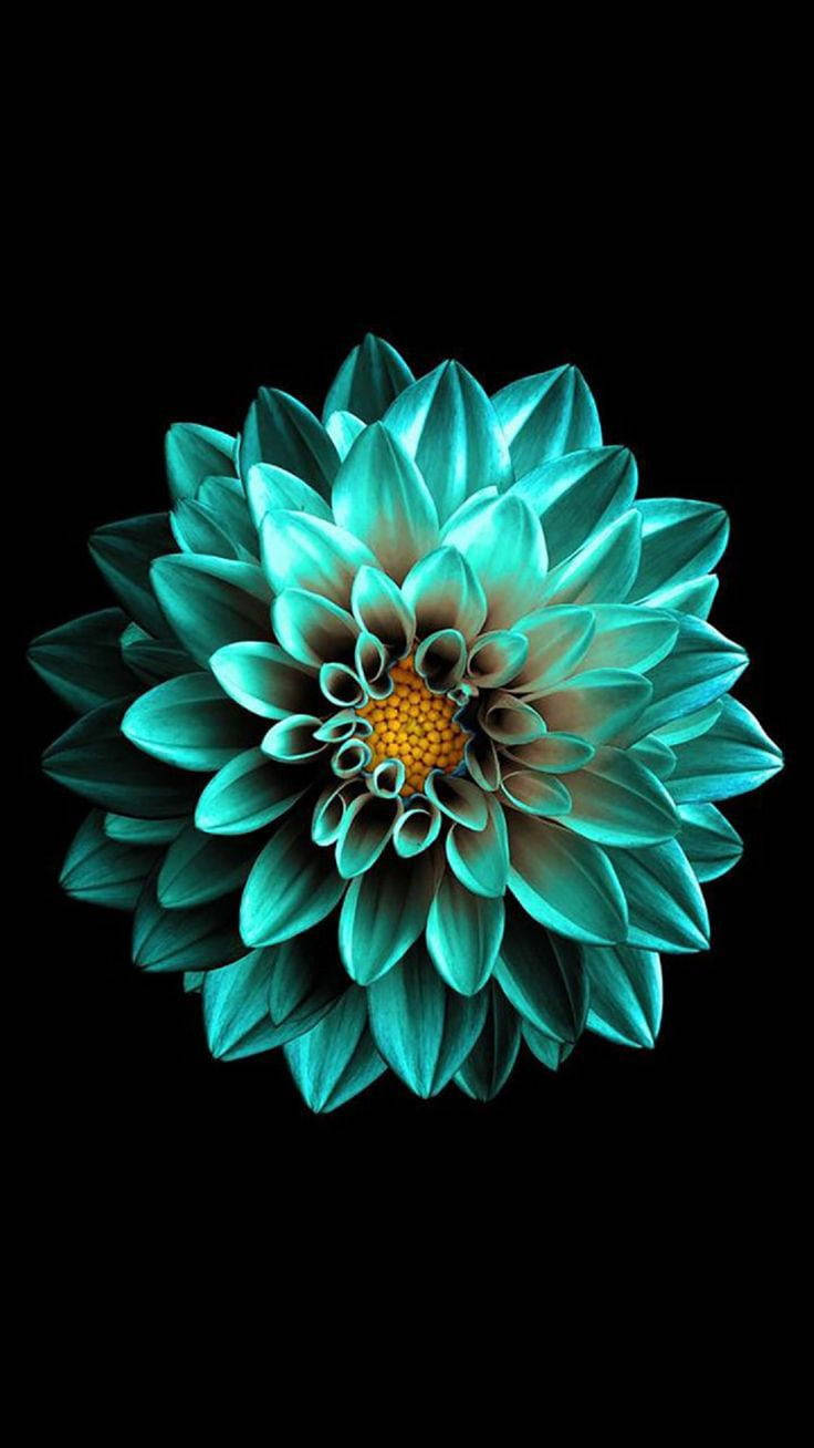 Siyah AMOLED Zümrüt Çiçek Duvar Kağıdı