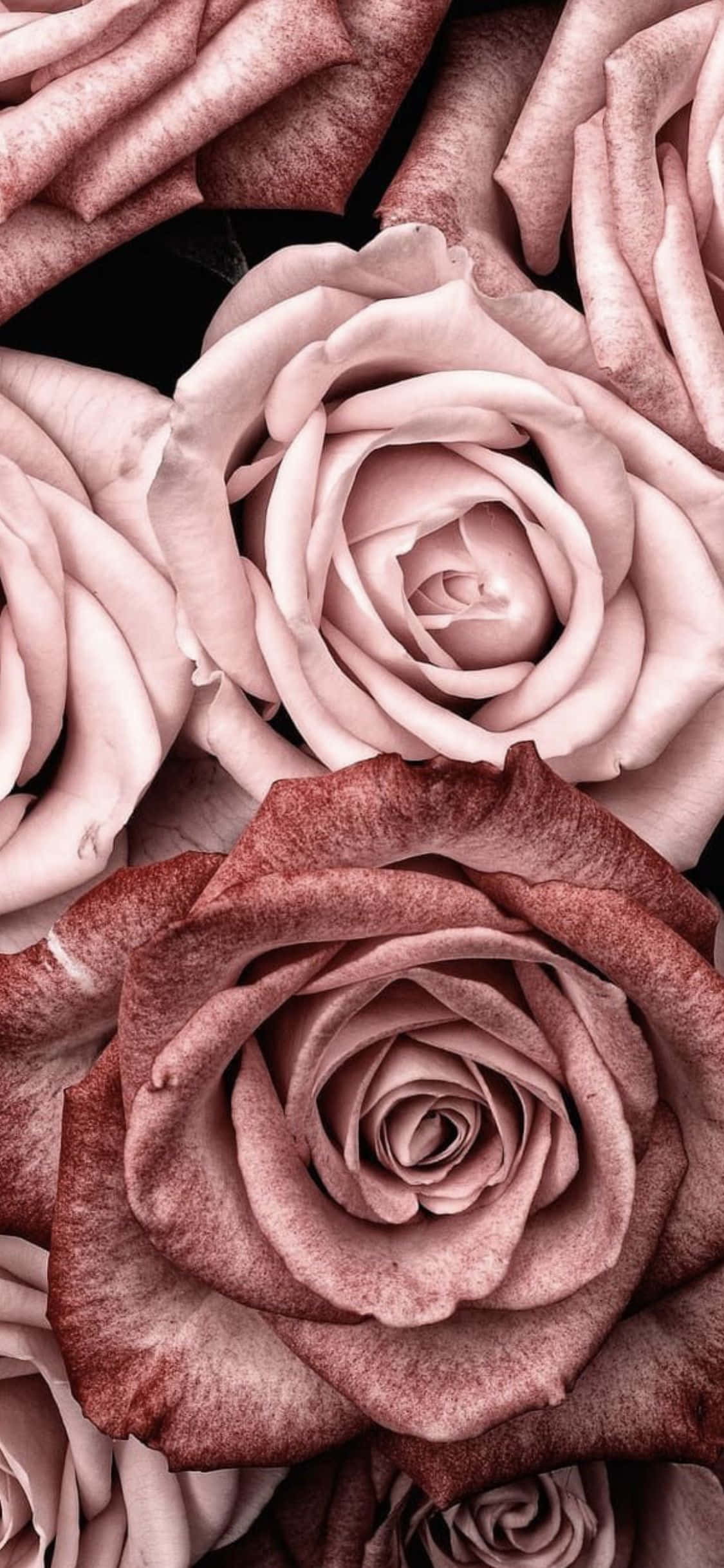 siyah arka planda pembe güller Duvar Kağıdı