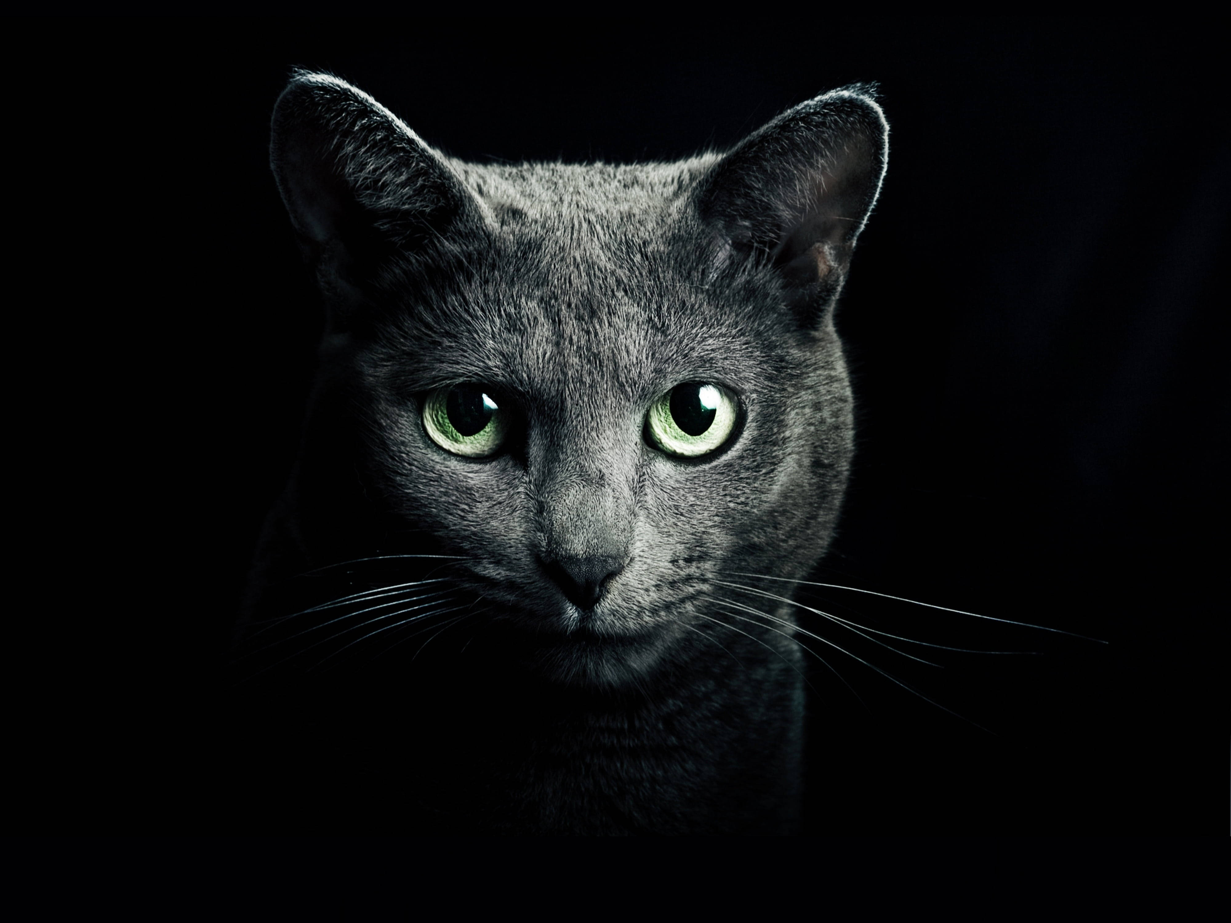 Siyah Arka Planlı Rus Mavisi Kedi Duvar Kağıdı