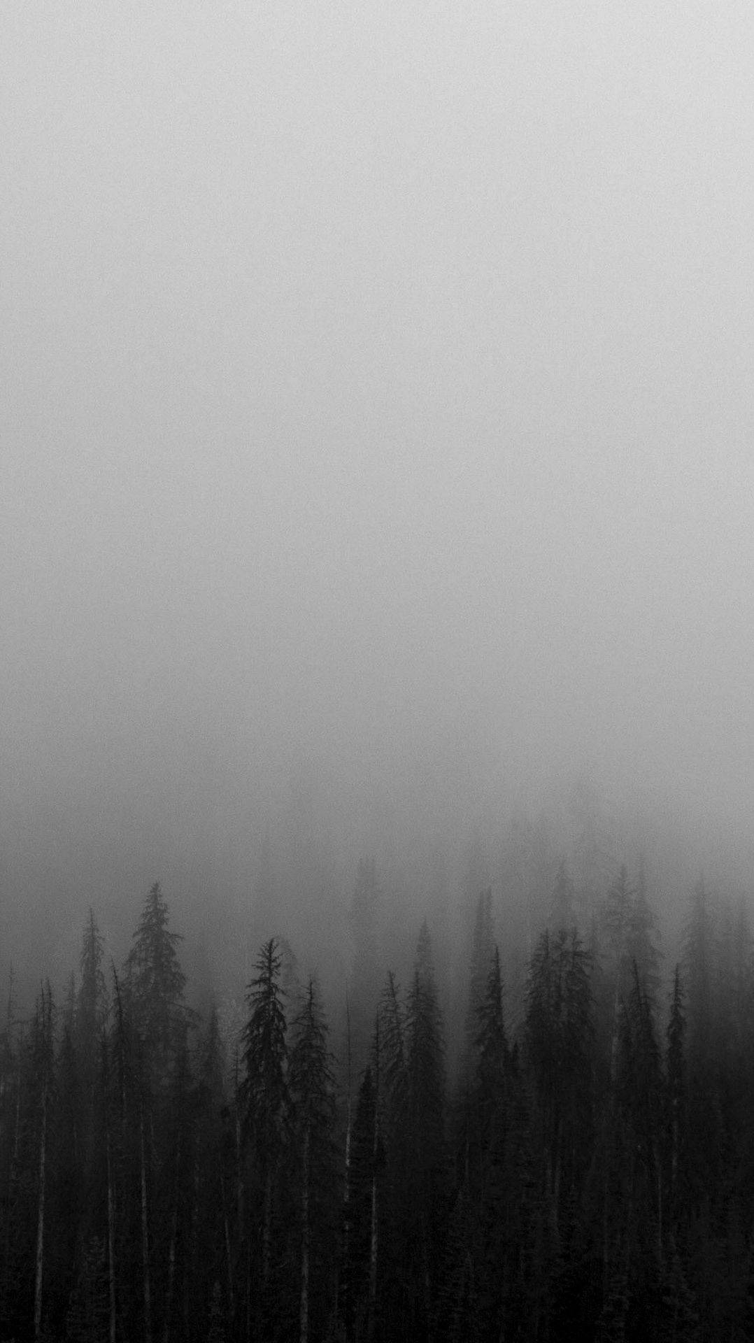 Siyah Beyaz iPhone Sisli Orman Duvar Kağıdı