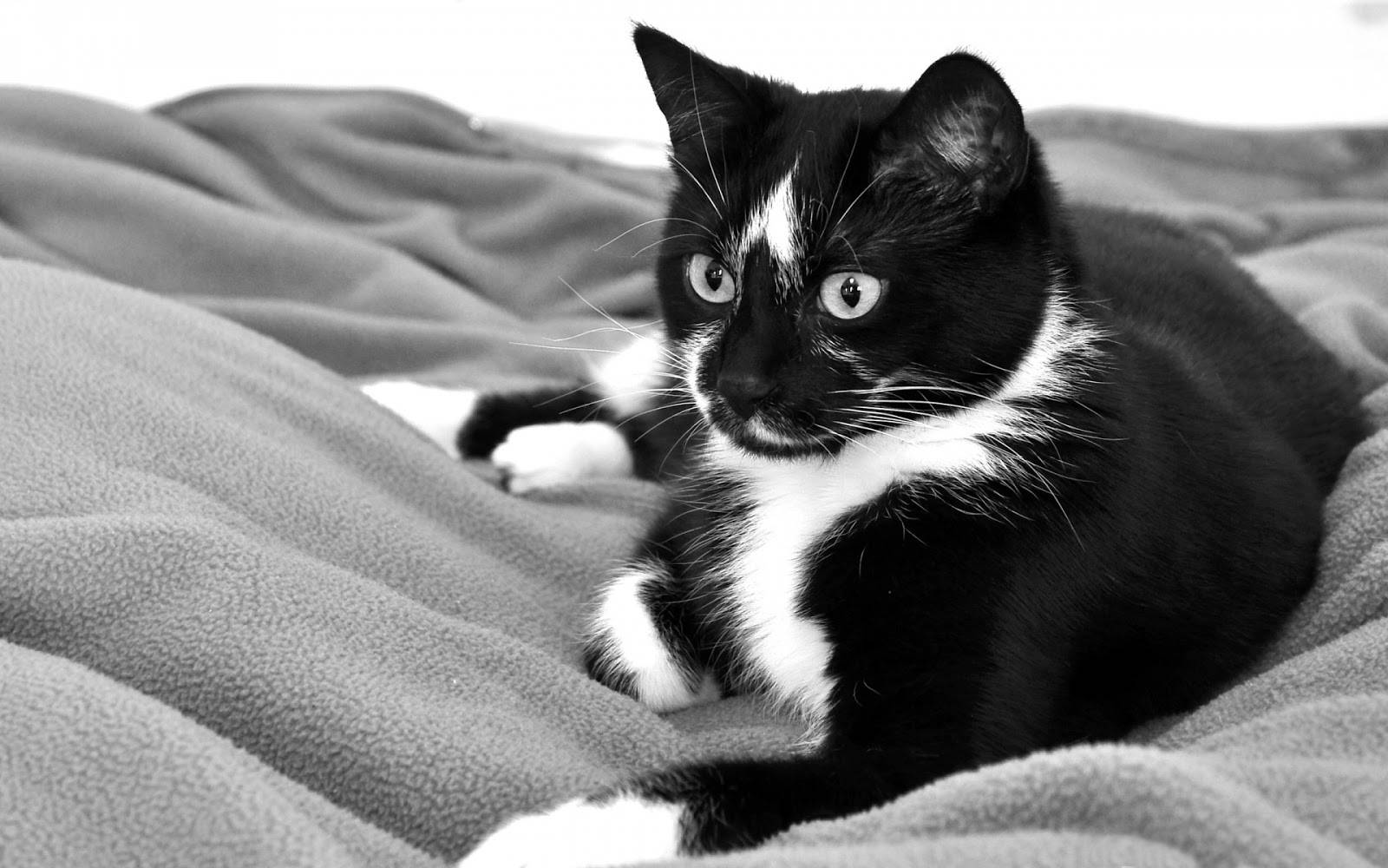 Siyah Beyaz Kedi Yumuşak Bir Battaniyenin Üzerinde Duvar Kağıdı