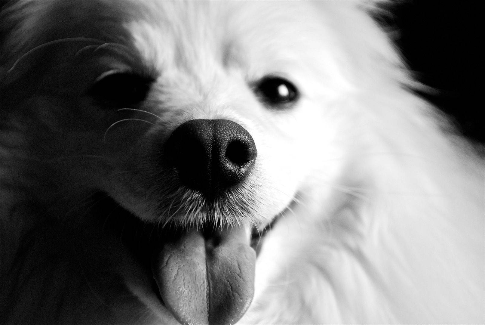 Siyah Beyaz Köpek Dil Dışarıda Duvar Kağıdı