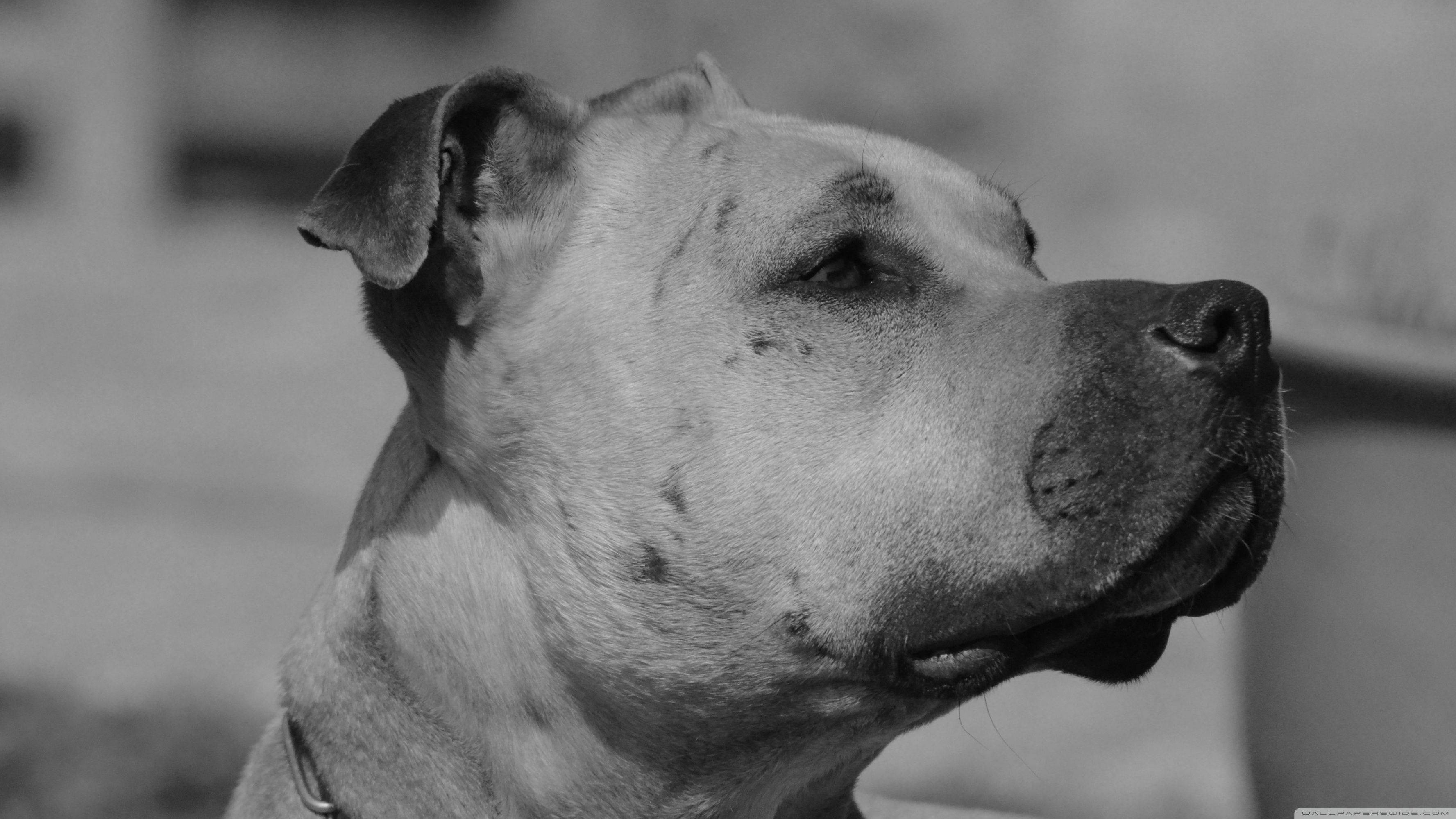Siyah Beyaz Köpeğin Vintage Fotoğrafı Duvar Kağıdı