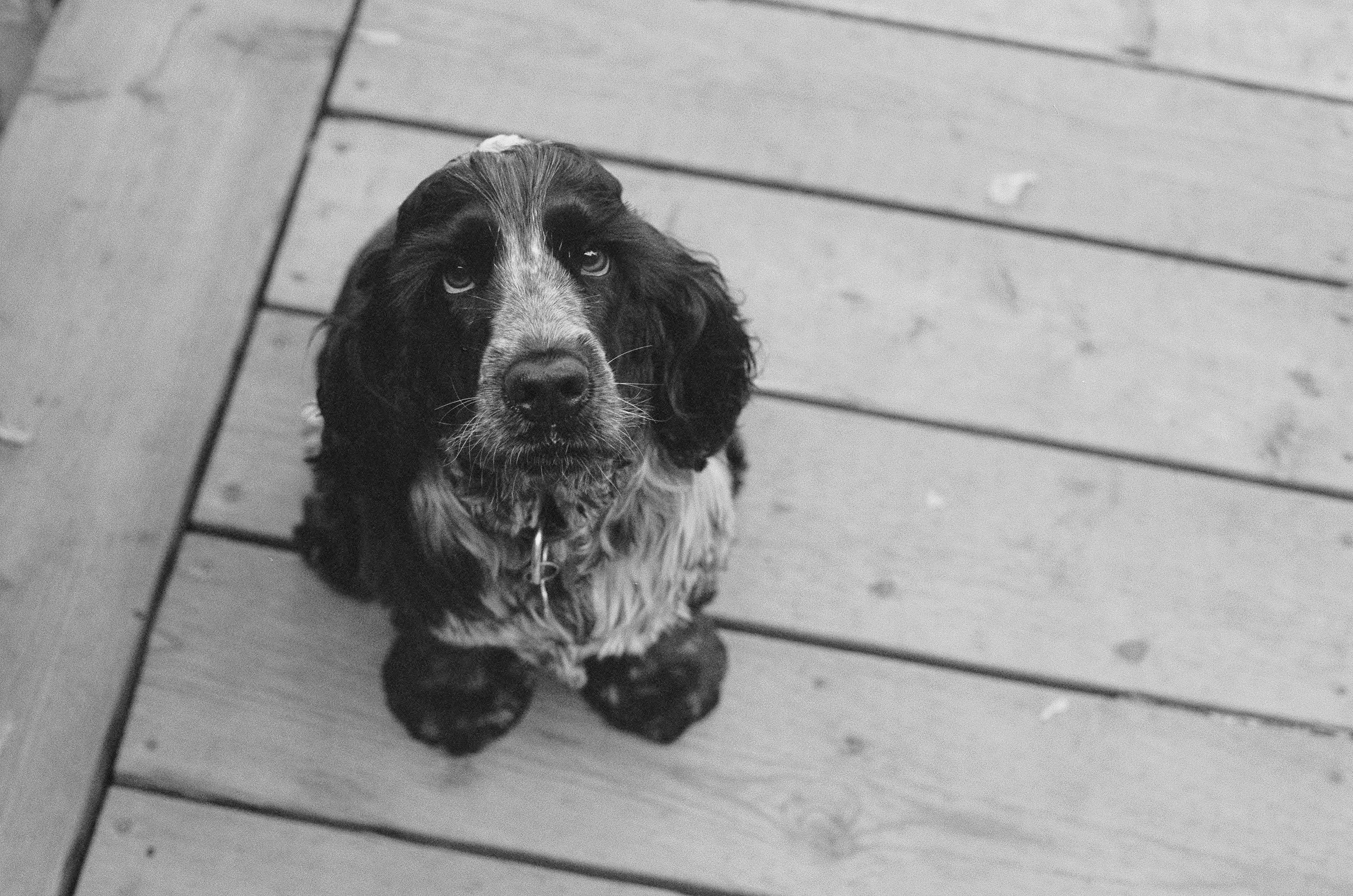 Siyah bir Cocker Spaniel yavrusu kameraya sevgiyle bakıyor Duvar Kağıdı