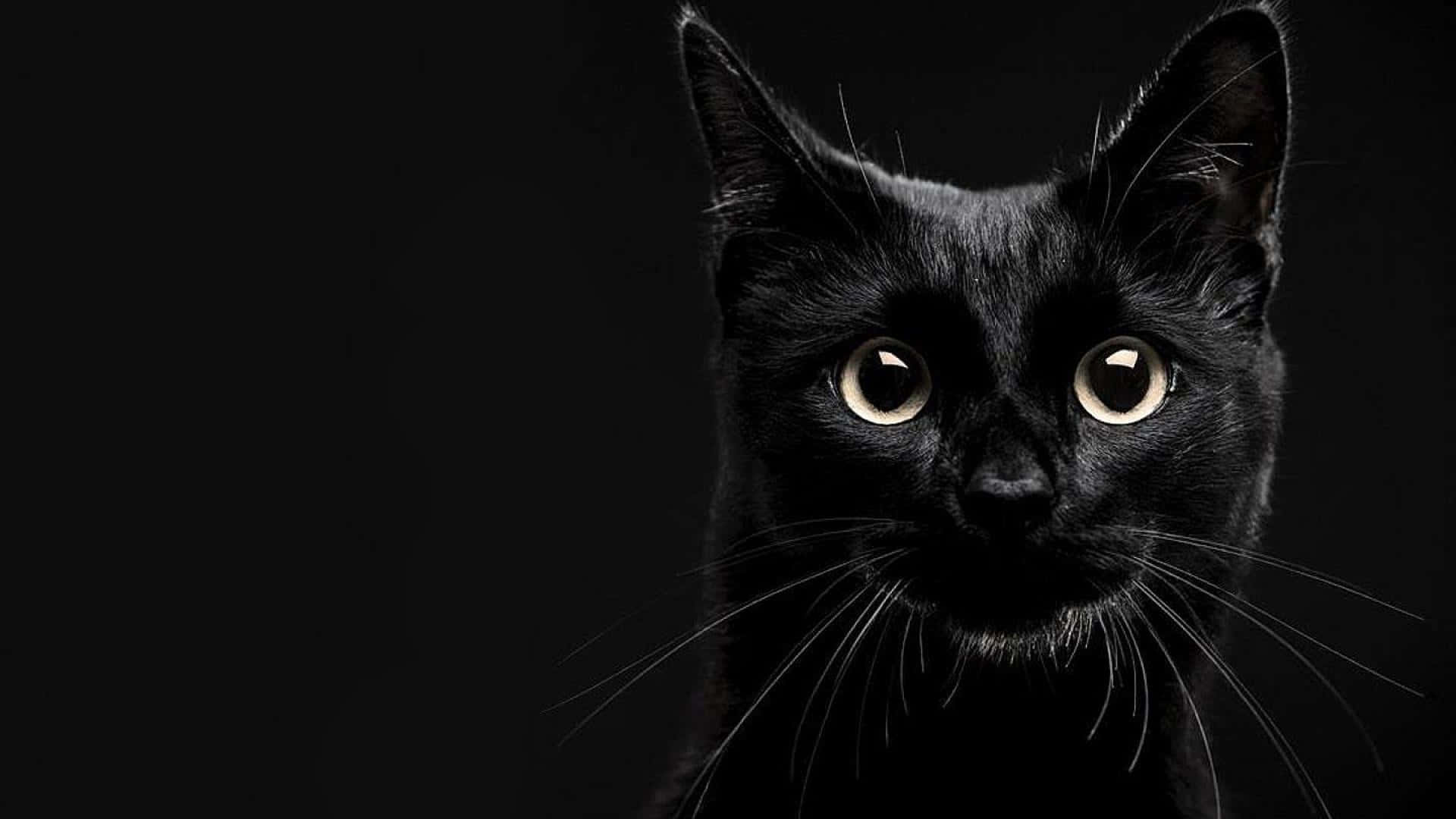 siyah bir kedi kameraya bakıyor Duvar Kağıdı