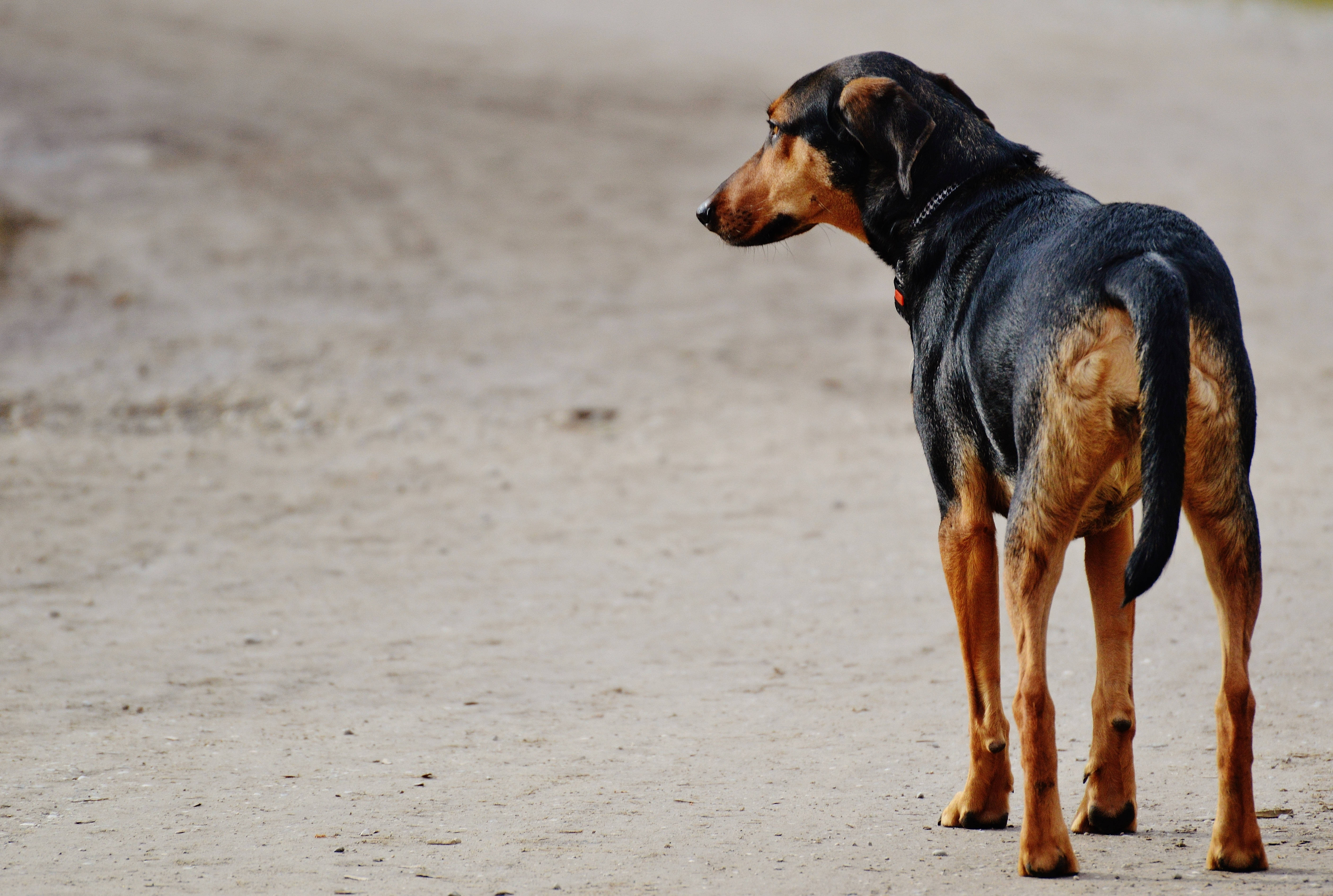 Siyah Bir Köpek Beklentiyle Bekliyor. Duvar Kağıdı