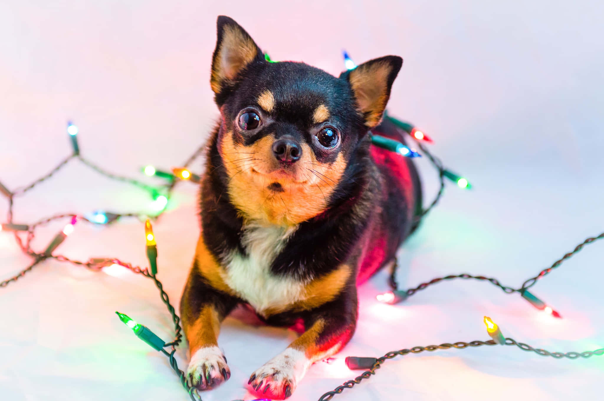 Siyah Chihuahua Köpeği Noel Işıklarıyla Oynuyor Duvar Kağıdı