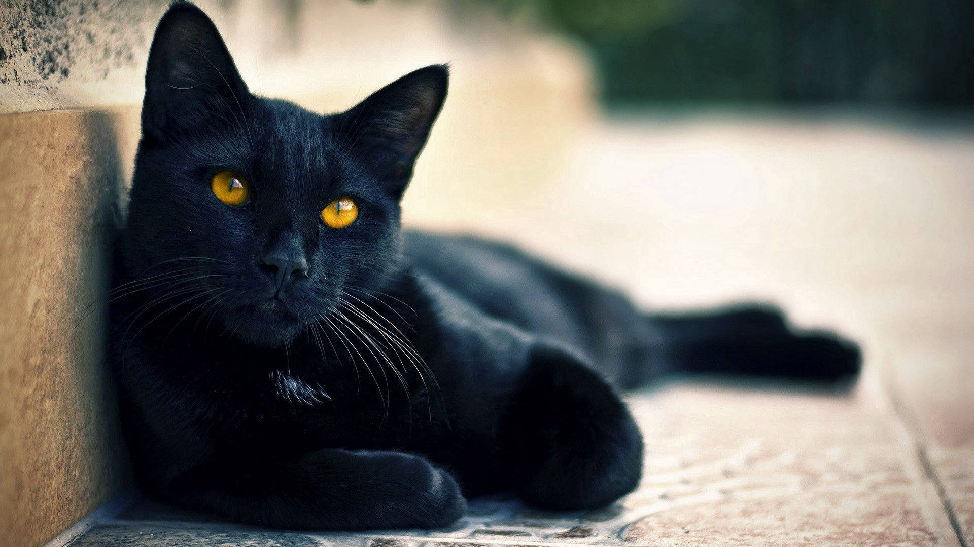 Siyah Hayvan Yatan Kedi duvar kağıdı