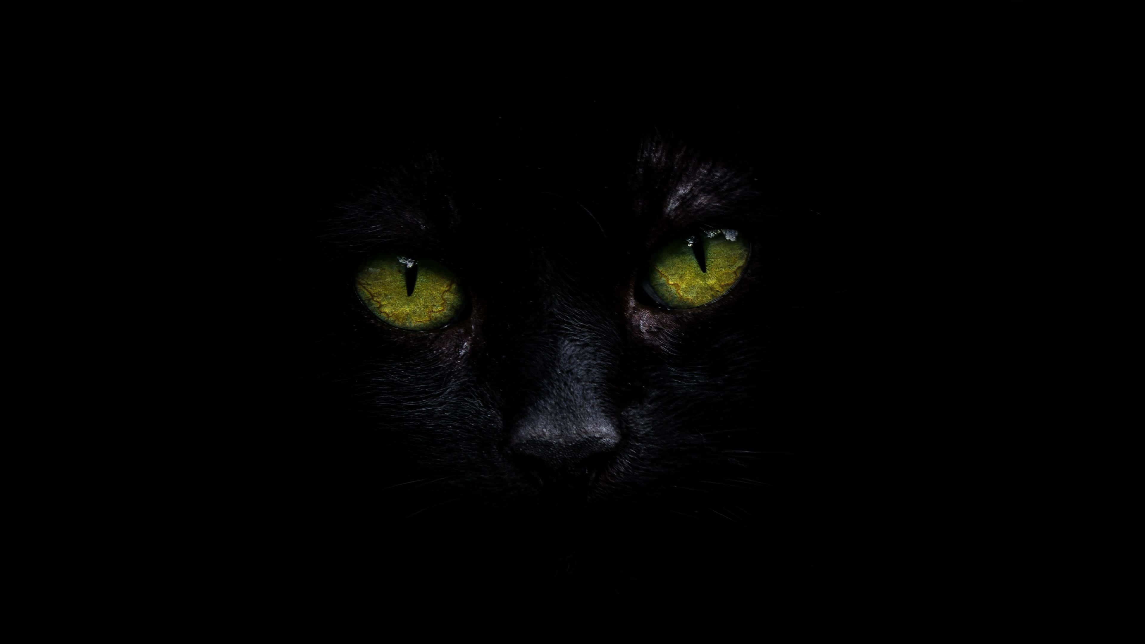 Siyah Kedi 4K OLED Duvar Kağıdı