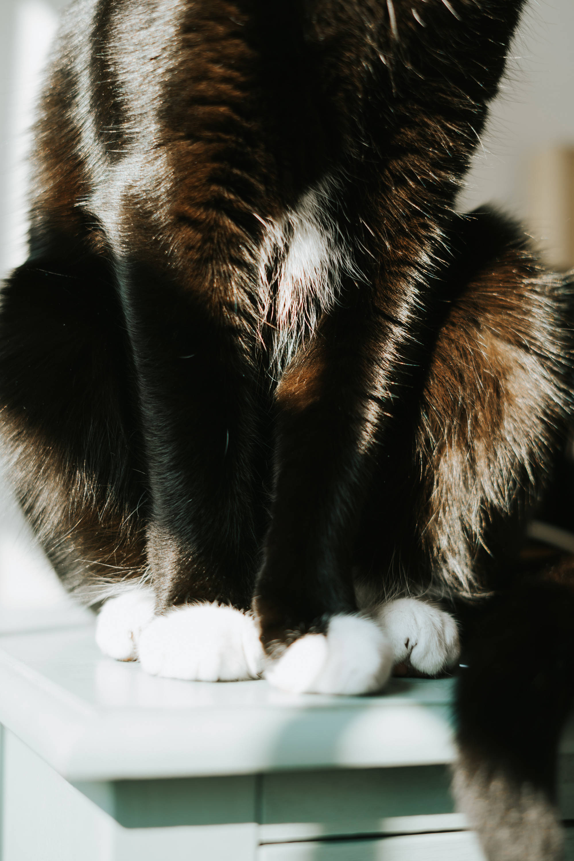 Siyah Kedi Beyaz Patiler Duvar Kağıdı