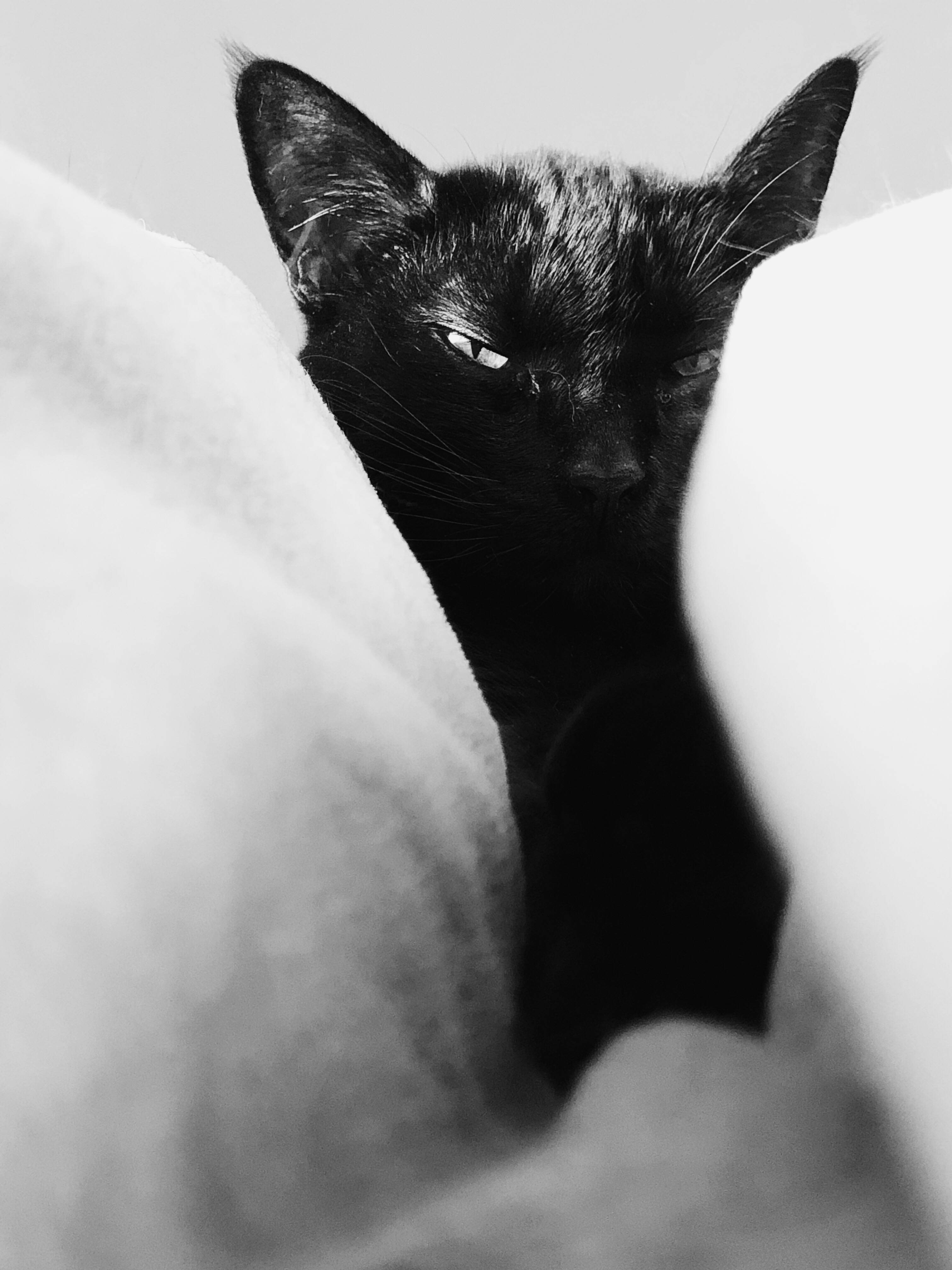 Siyah Kedi Beyaz Yastıklar Duvar Kağıdı