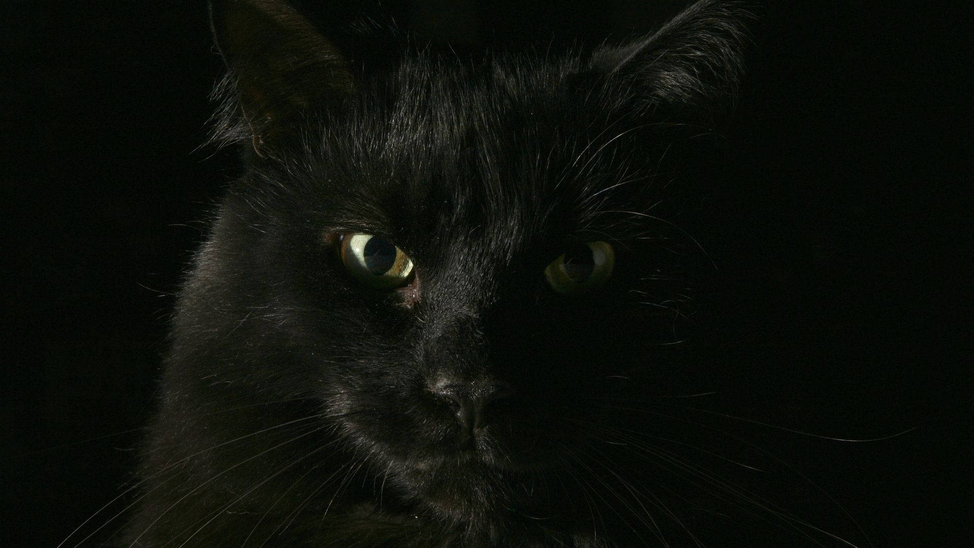 Siyah Kedi Hayvan Yakın Çekim Duvar Kağıdı