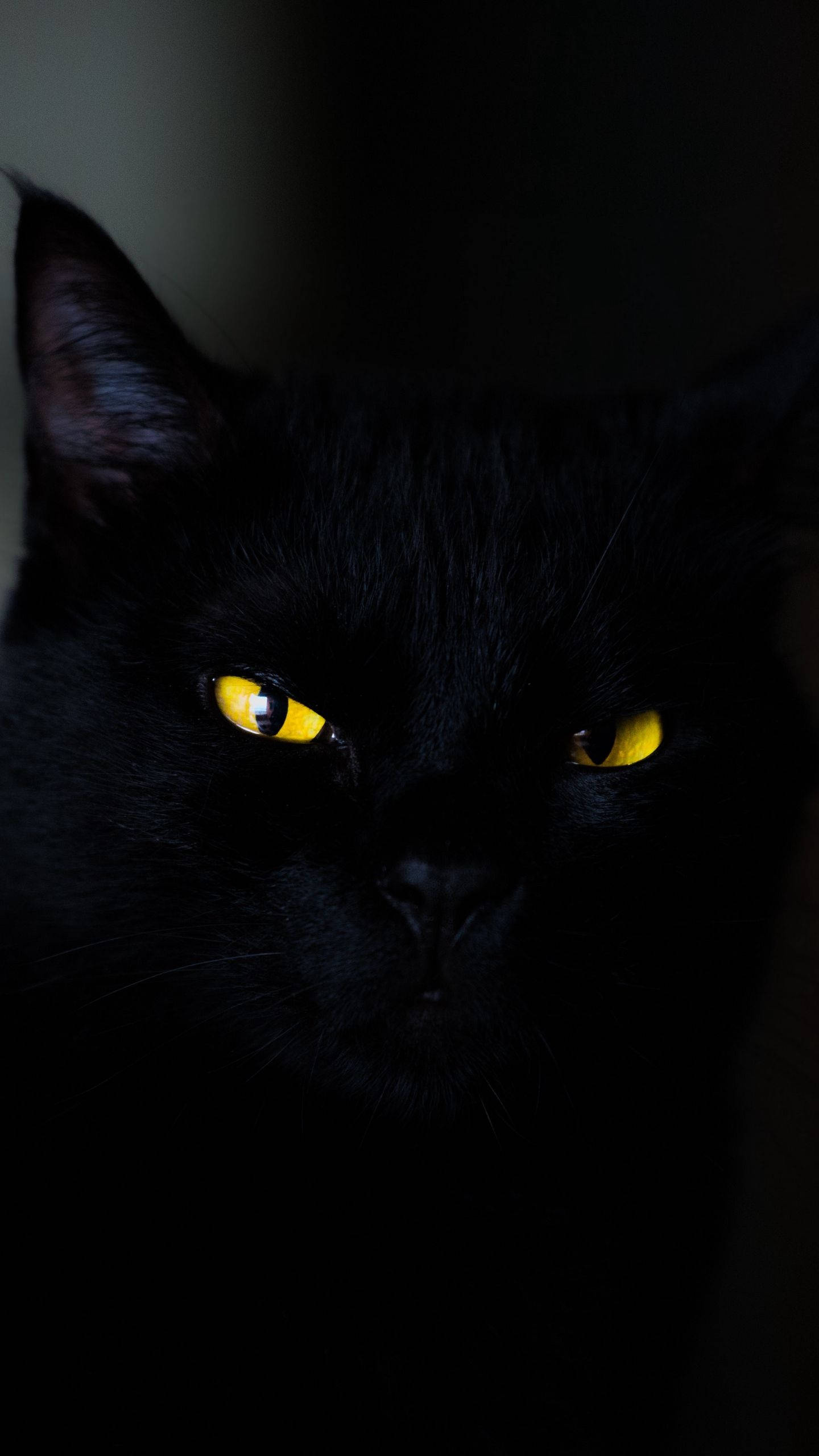 Siyah Kedi iPhone 6 Plus Duvar Kağıdı