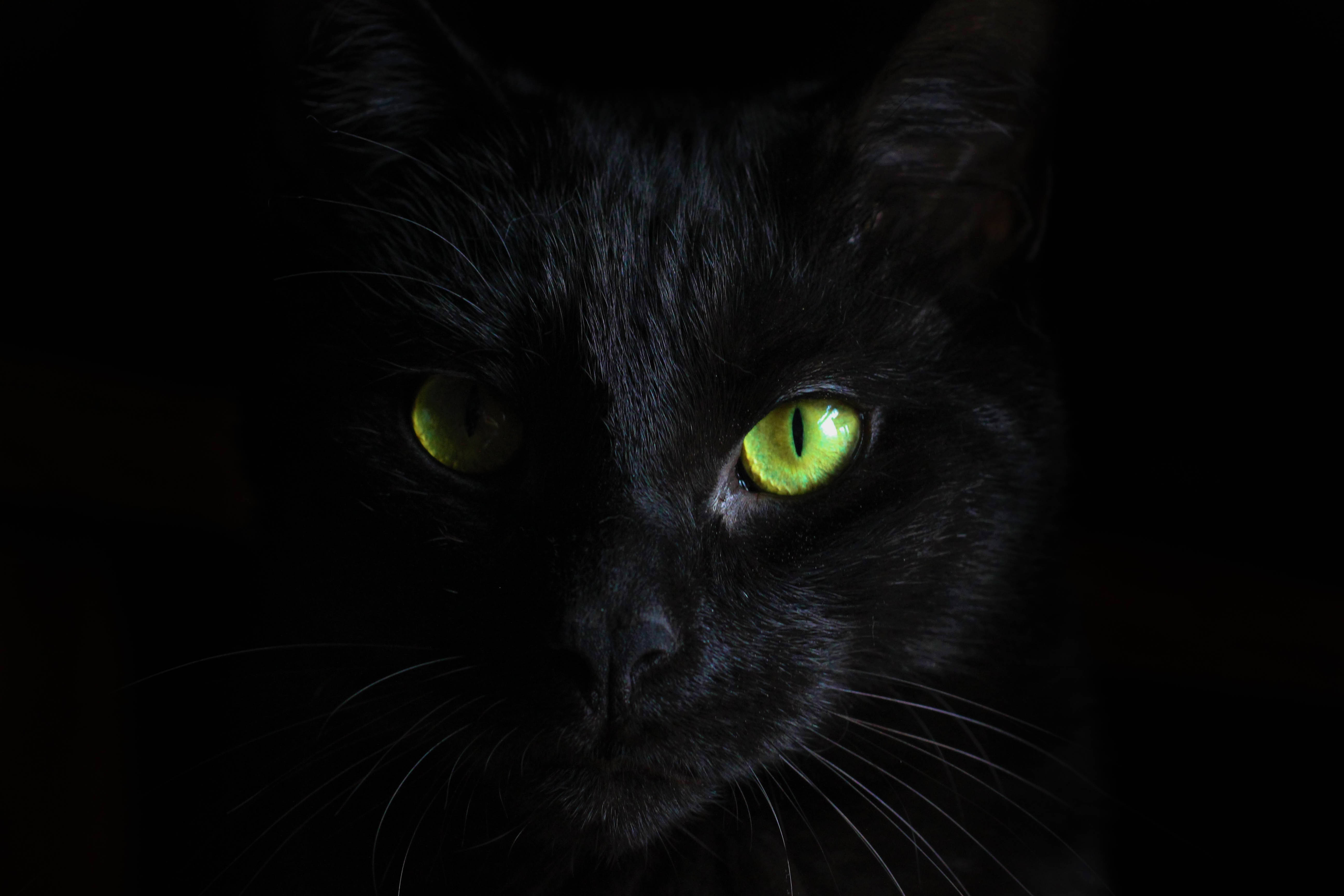 Siyah Kedi Siyah Arka Plan Duvar Kağıdı