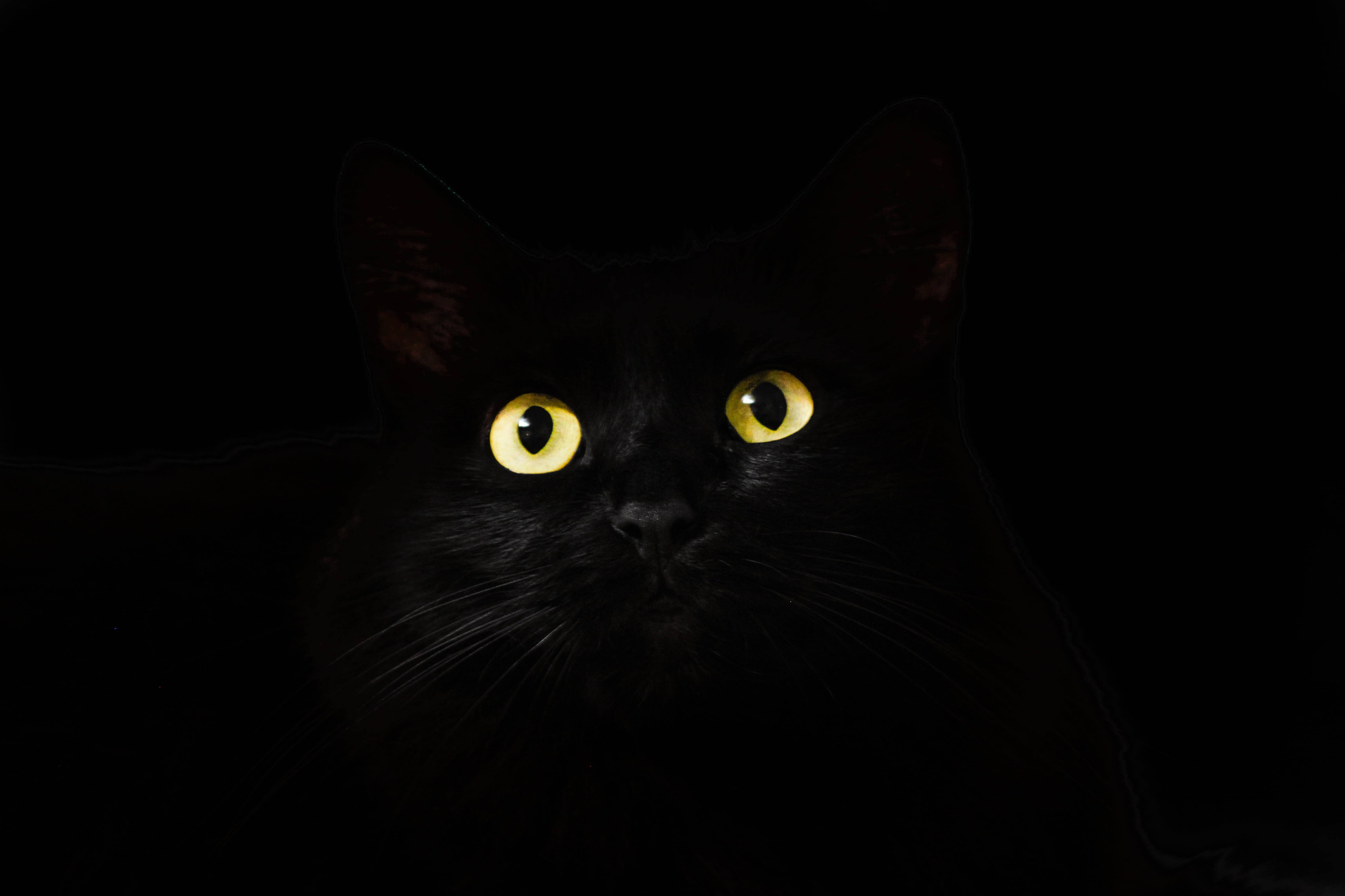 Siyah Kedi Siyah Beyaz PFP Duvar Kağıdı