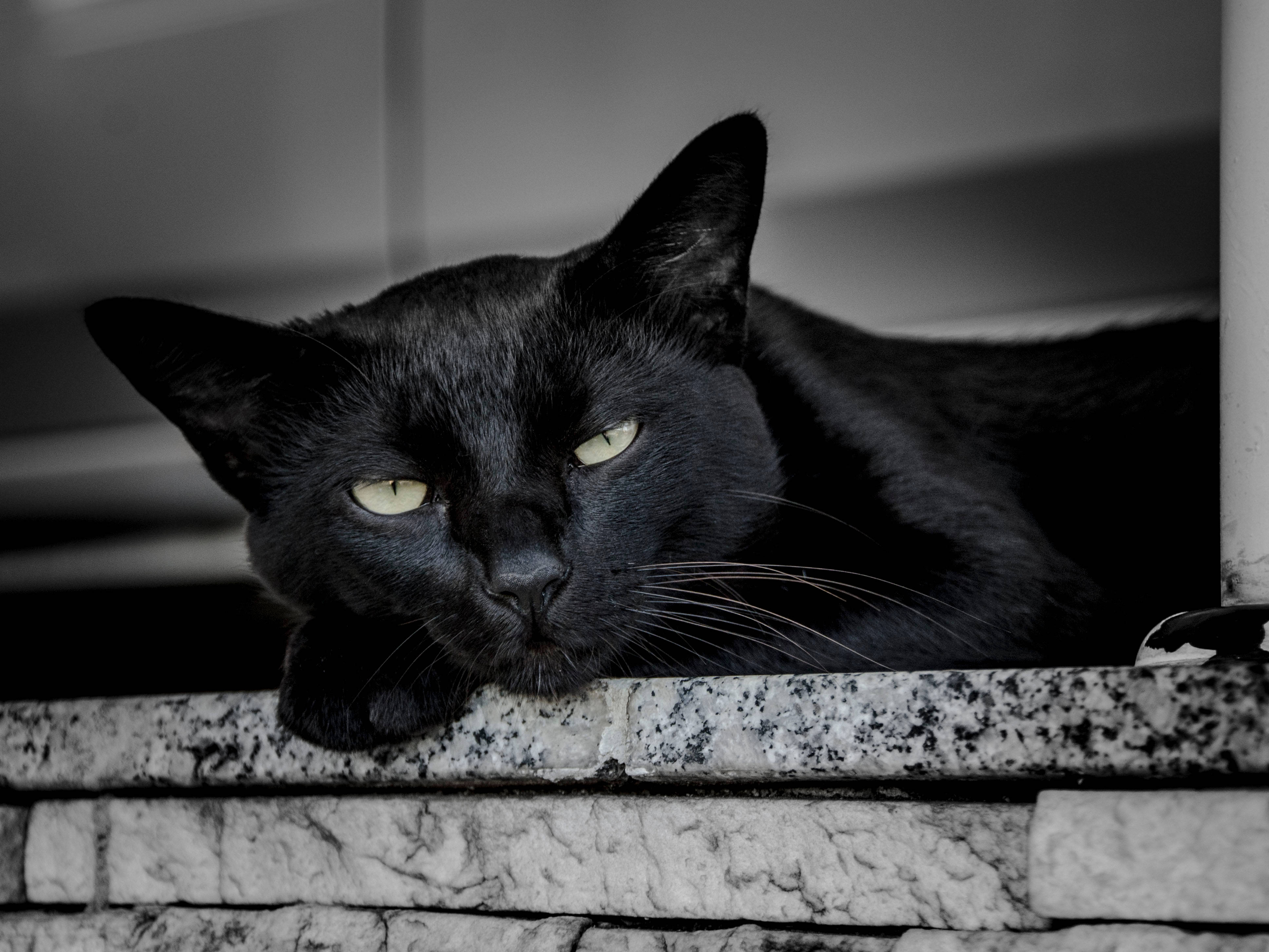 Siyah Kedi Uyanıyor Duvar Kağıdı