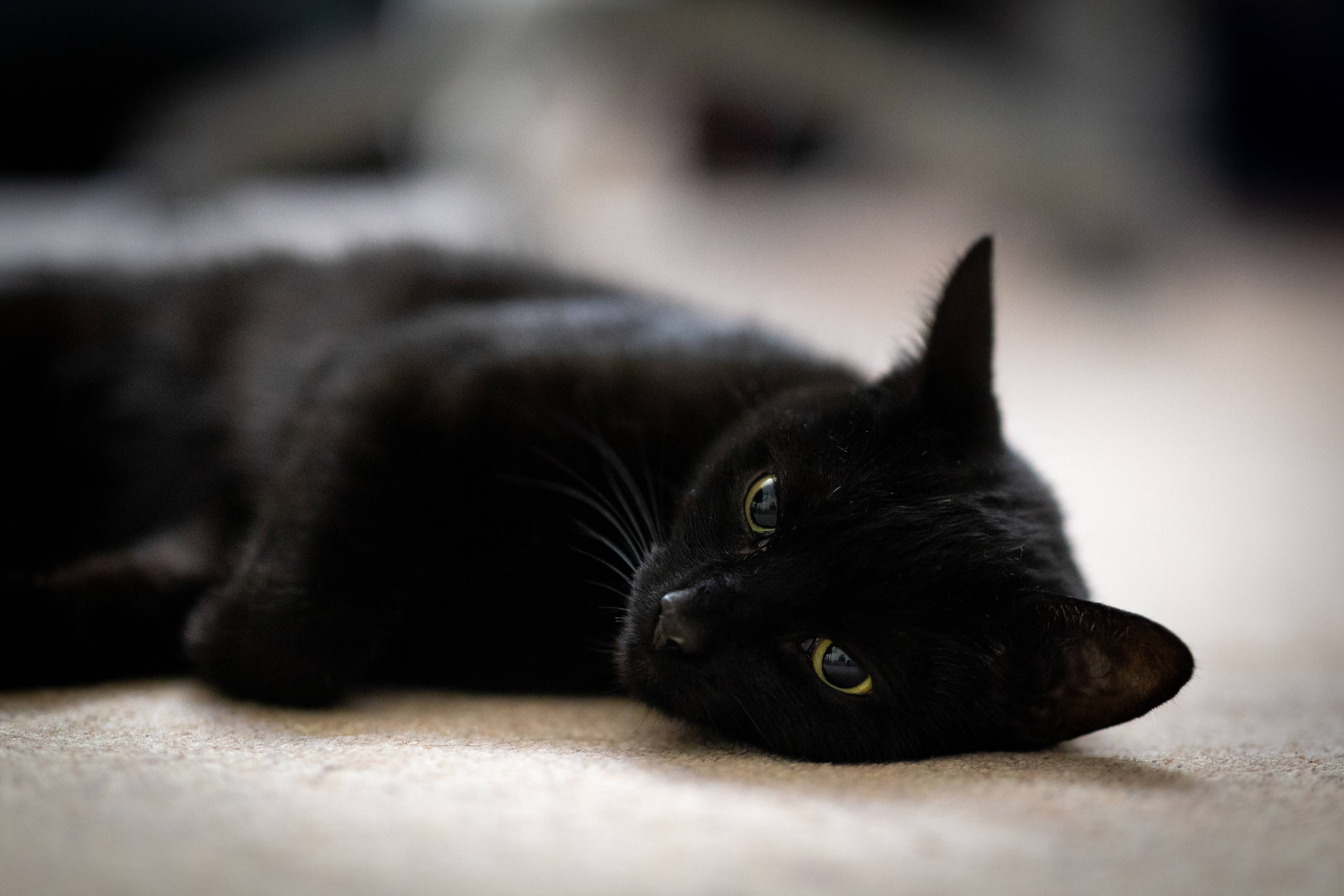 Siyah Kedi Uzanmış Duvar Kağıdı
