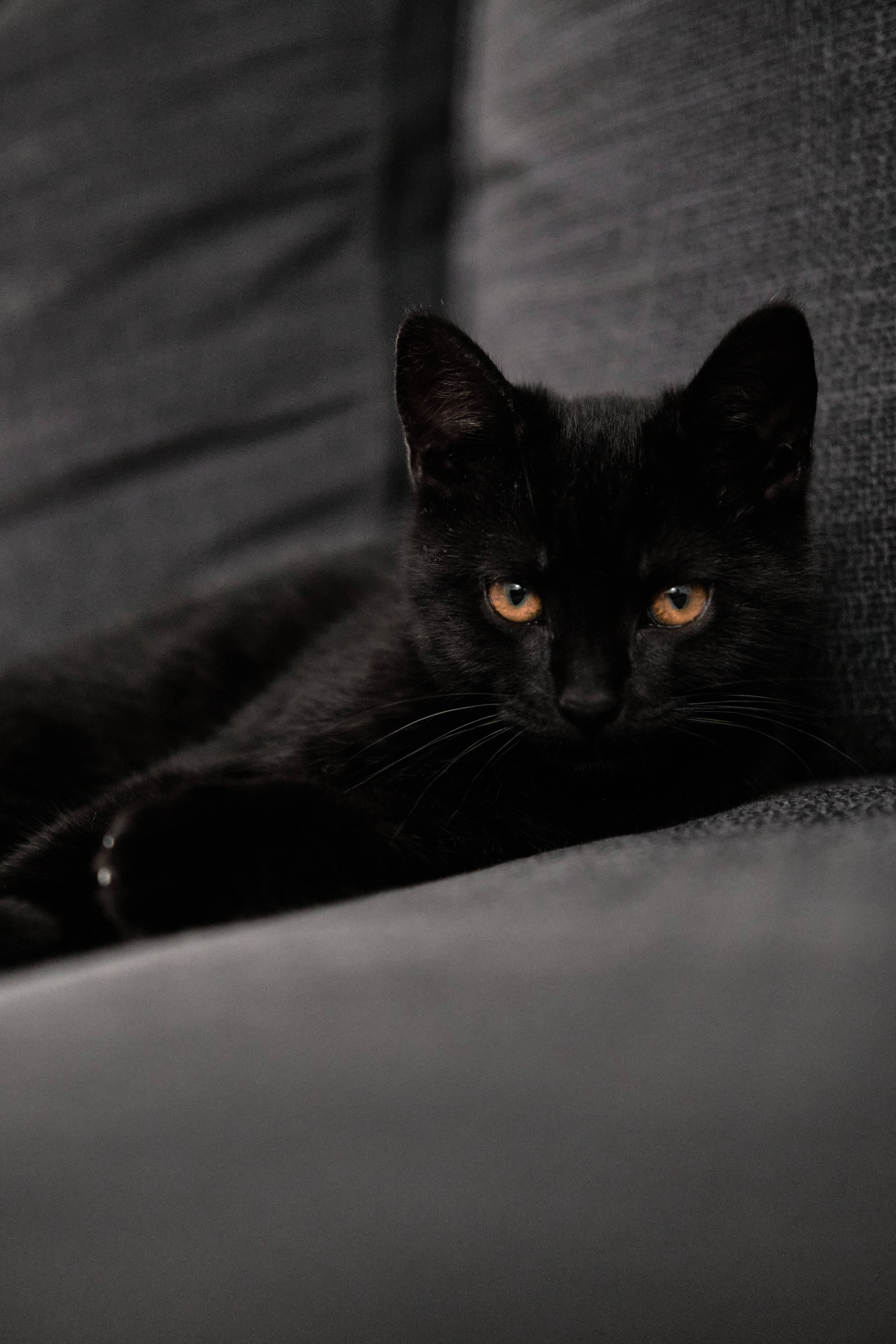 Siyah Kedi Yavrusu Kanepede Duvar Kağıdı