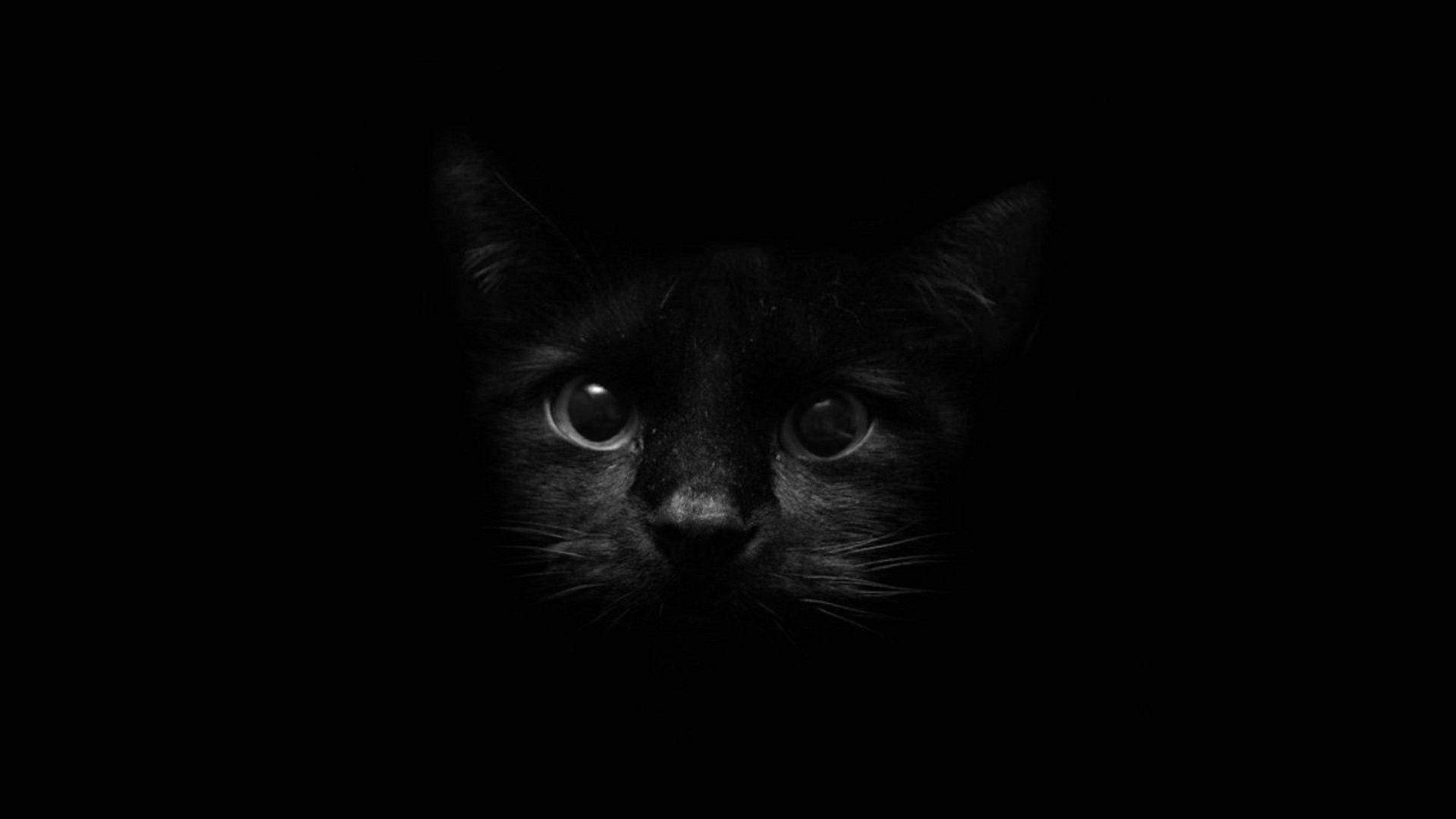 Siyah Kedi Yüzü Karanlık Ekranda Duvar Kağıdı