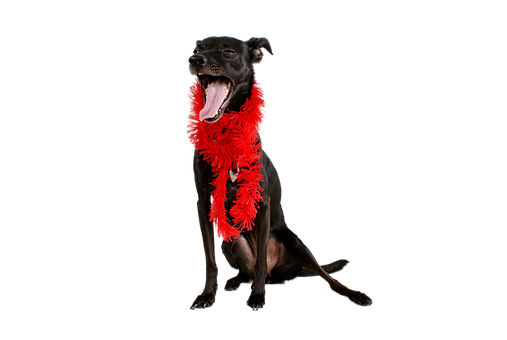 Siyah Köpek Kırmızı Tüy Boa Esneme Duvar Kağıdı
