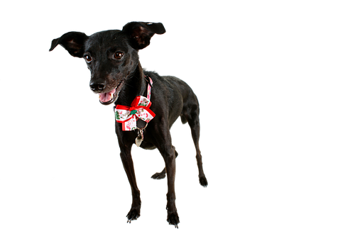 Siyah Köpek Tatil Papyonuyla Duvar Kağıdı