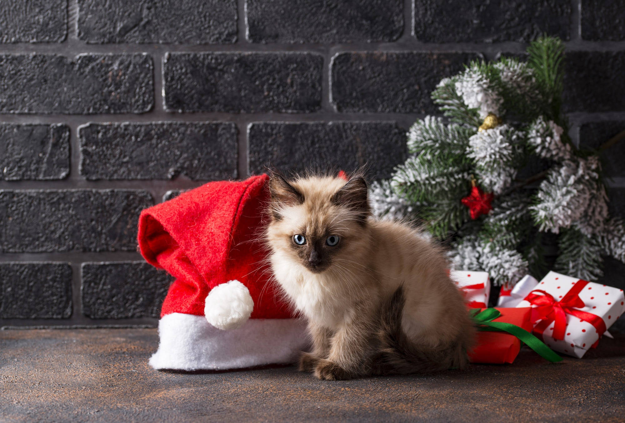 Siyam Kedisi Yavrusu Noel Hediyeleri Duvar Kağıdı