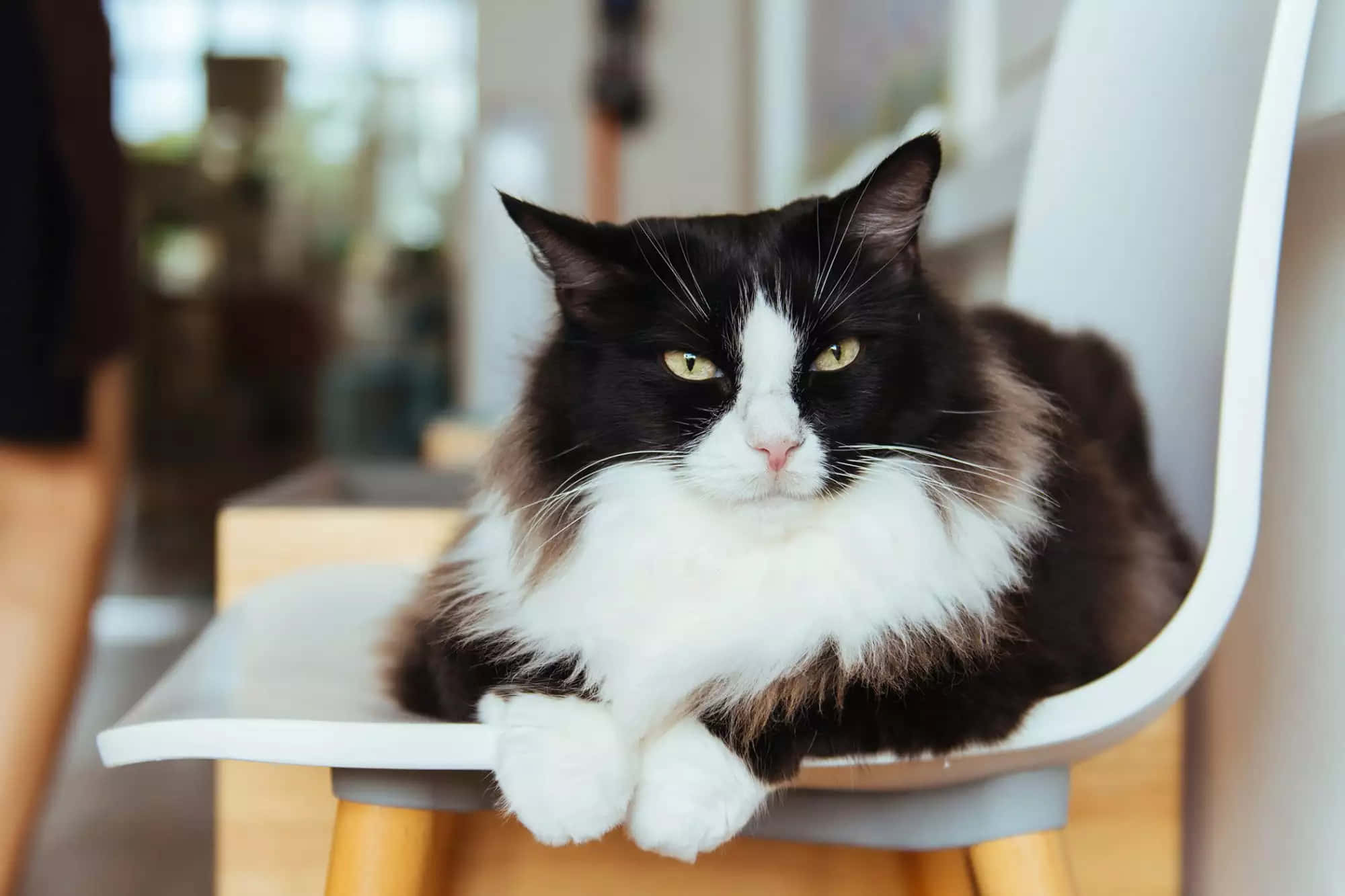 Smokin Tuxedo Kedi Uzun Tüylü Sinirli Bakış Resmi Duvar Kağıdı